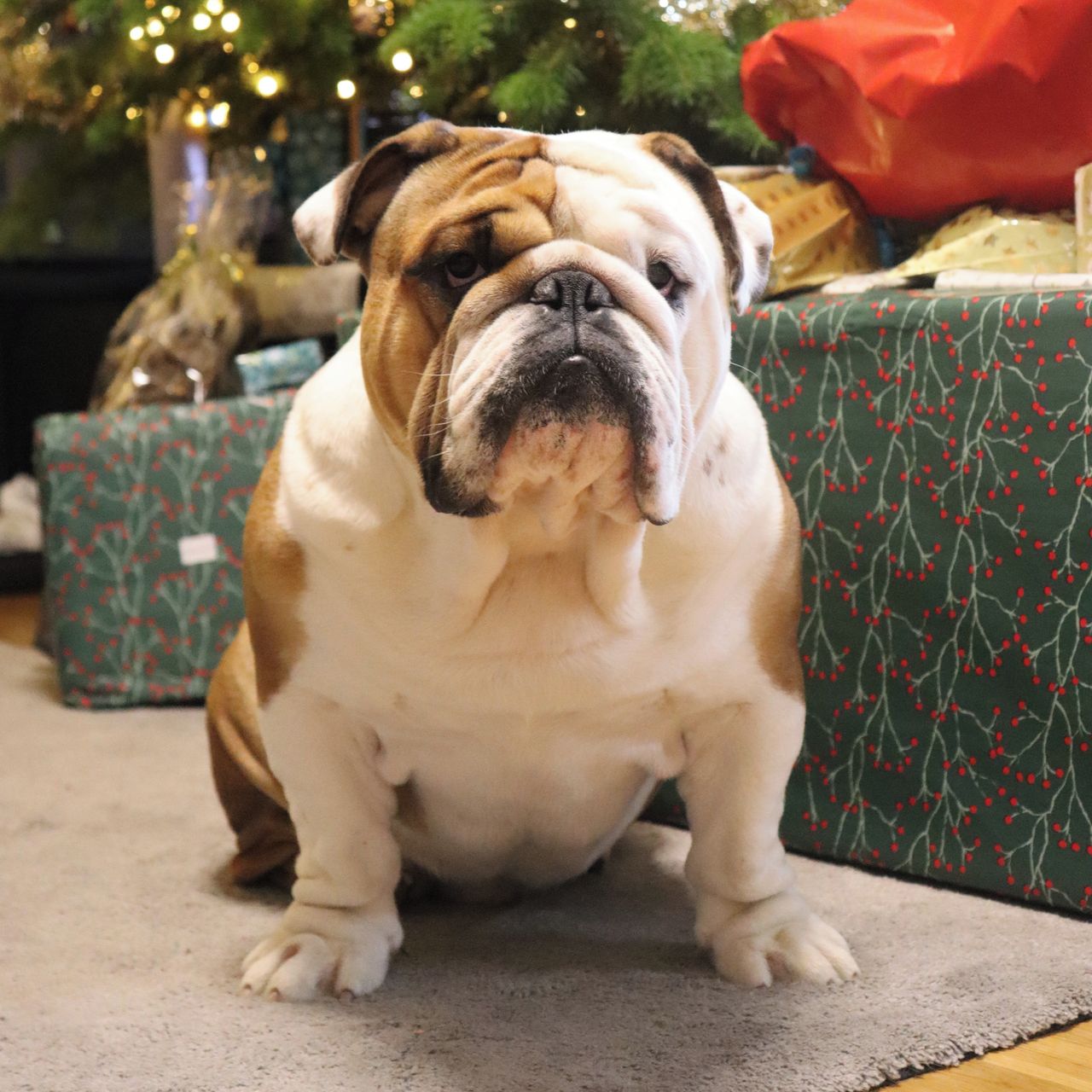 Soutěžní fotografie - Egon,  Anglický buldok