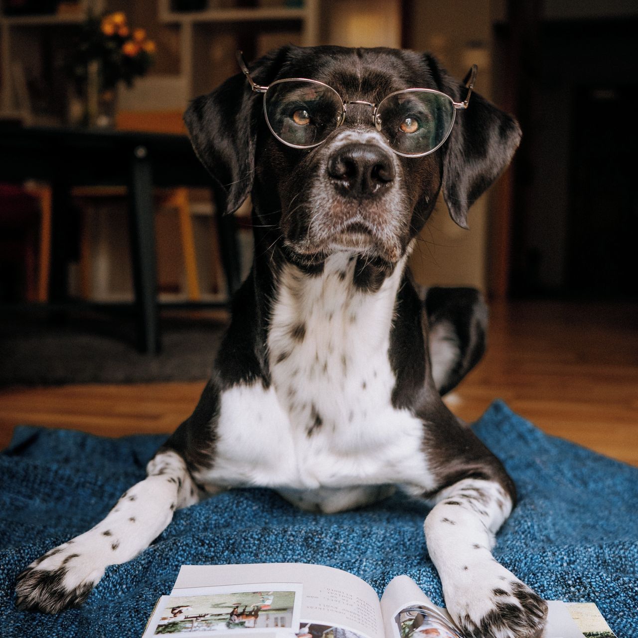 Soutěžní fotografie - Billy,  Ostatní