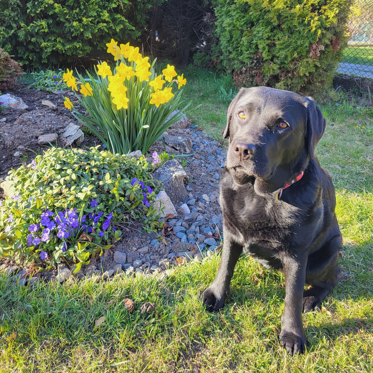Soutěžní fotografie - Betty,  Labradorský retriever