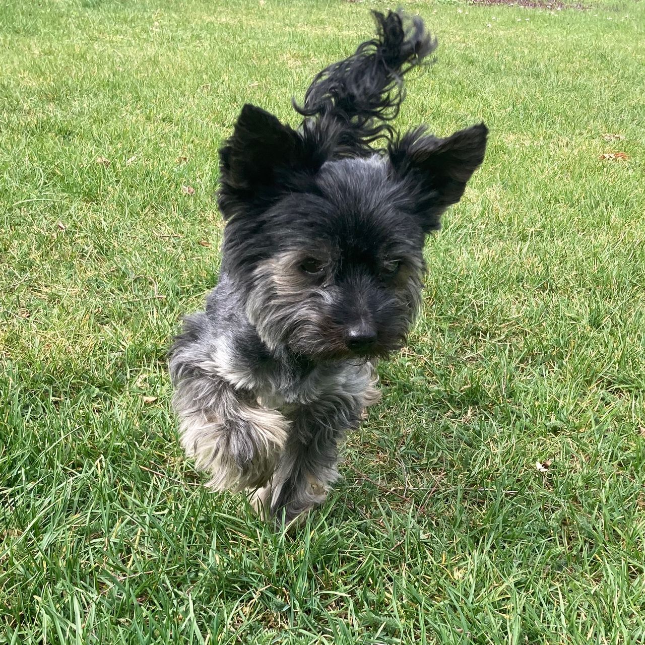 Soutěžní fotografie - Timmy,  Yorkšírský terier