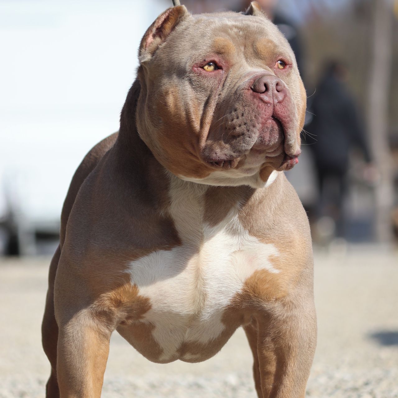 Soutěžní fotografie - SBK Dakar,  Ostatní