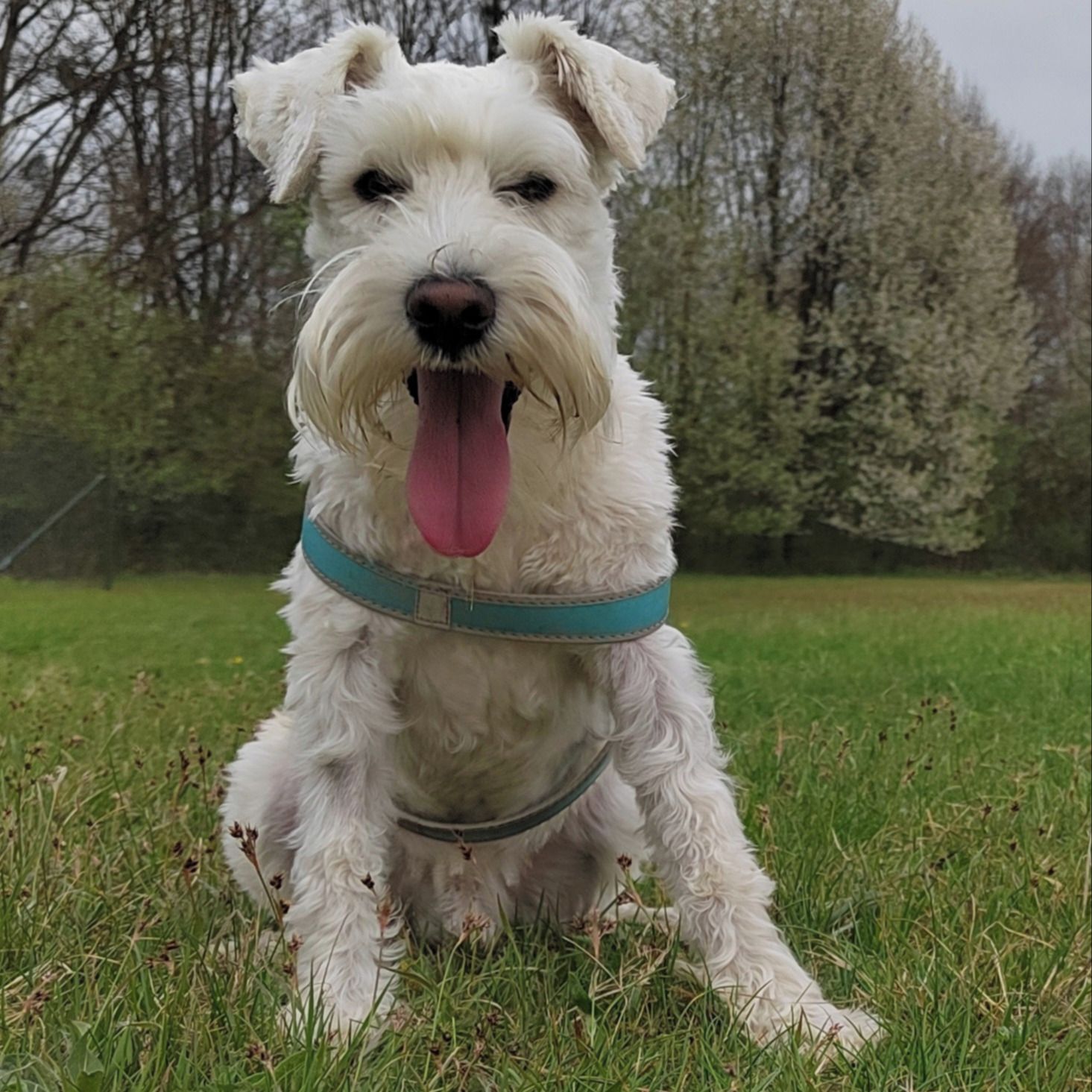 Soutěžní fotografie - Dante,  Knírač malý