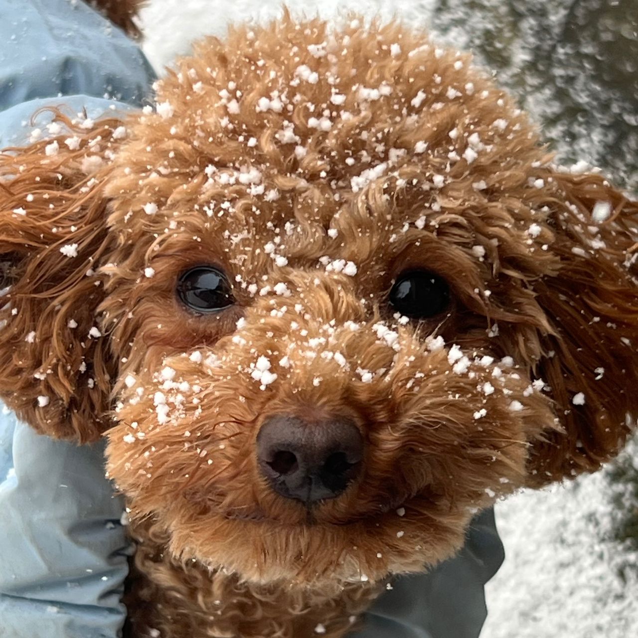 Soutěžní fotografie - Meda,  Pudl