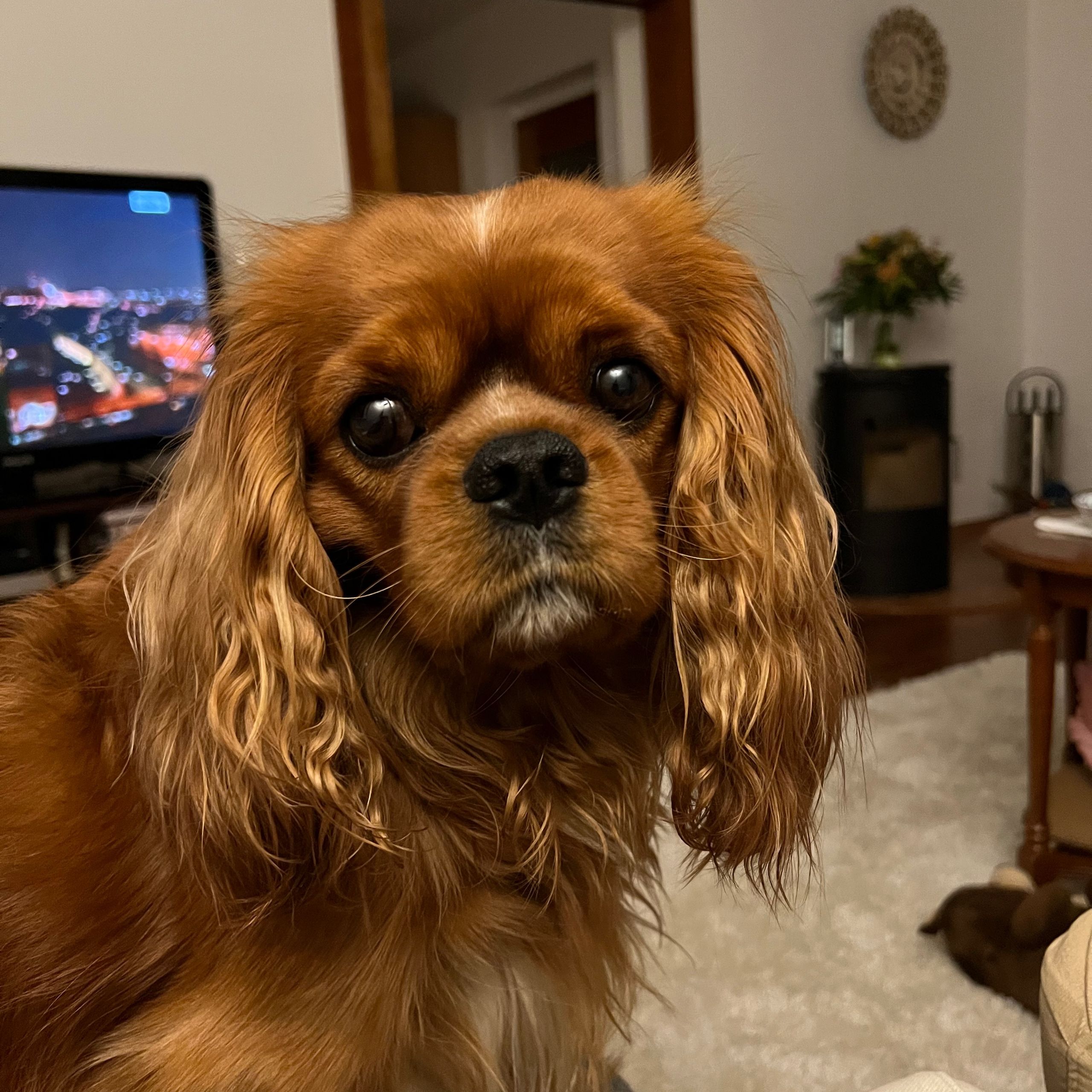 Soutěžní fotografie - Helios,  Kavalír King Charles španěl