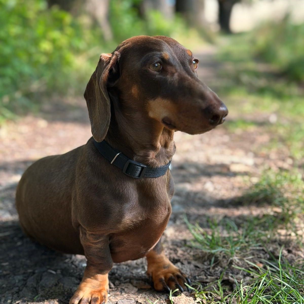 Soutěžní fotografie - Emilka,  Jezevčík