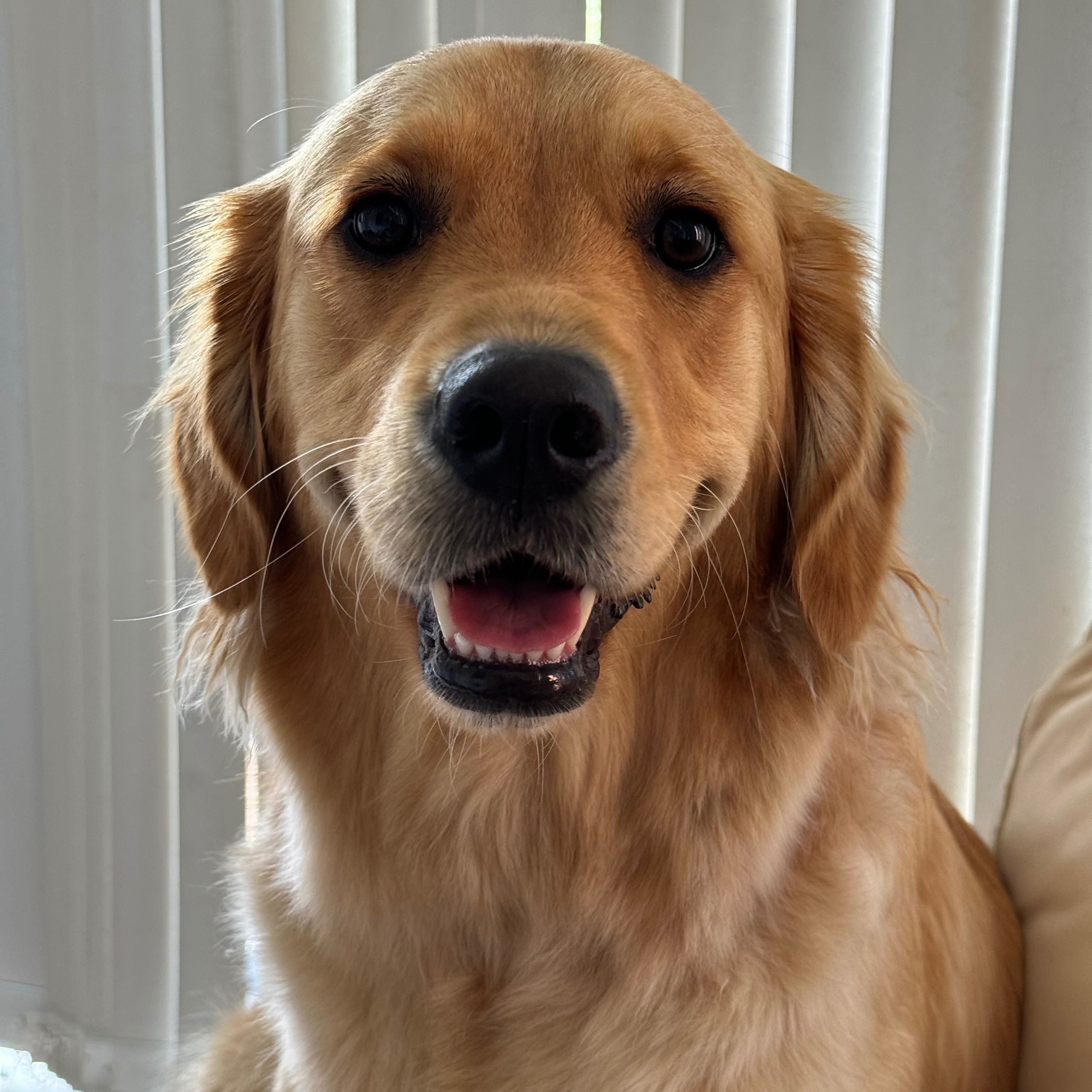 Soutěžní fotografie - Casey,  Zlatý retriever