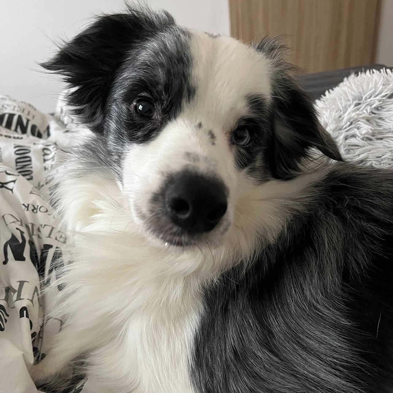 Soutěžní fotografie - Blue,  Border kolie