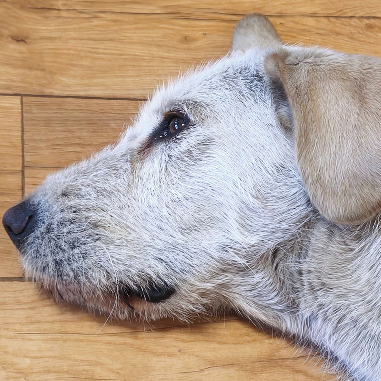 Soutěžní fotografie - BELA,  Istrijský hrubosrstý honič