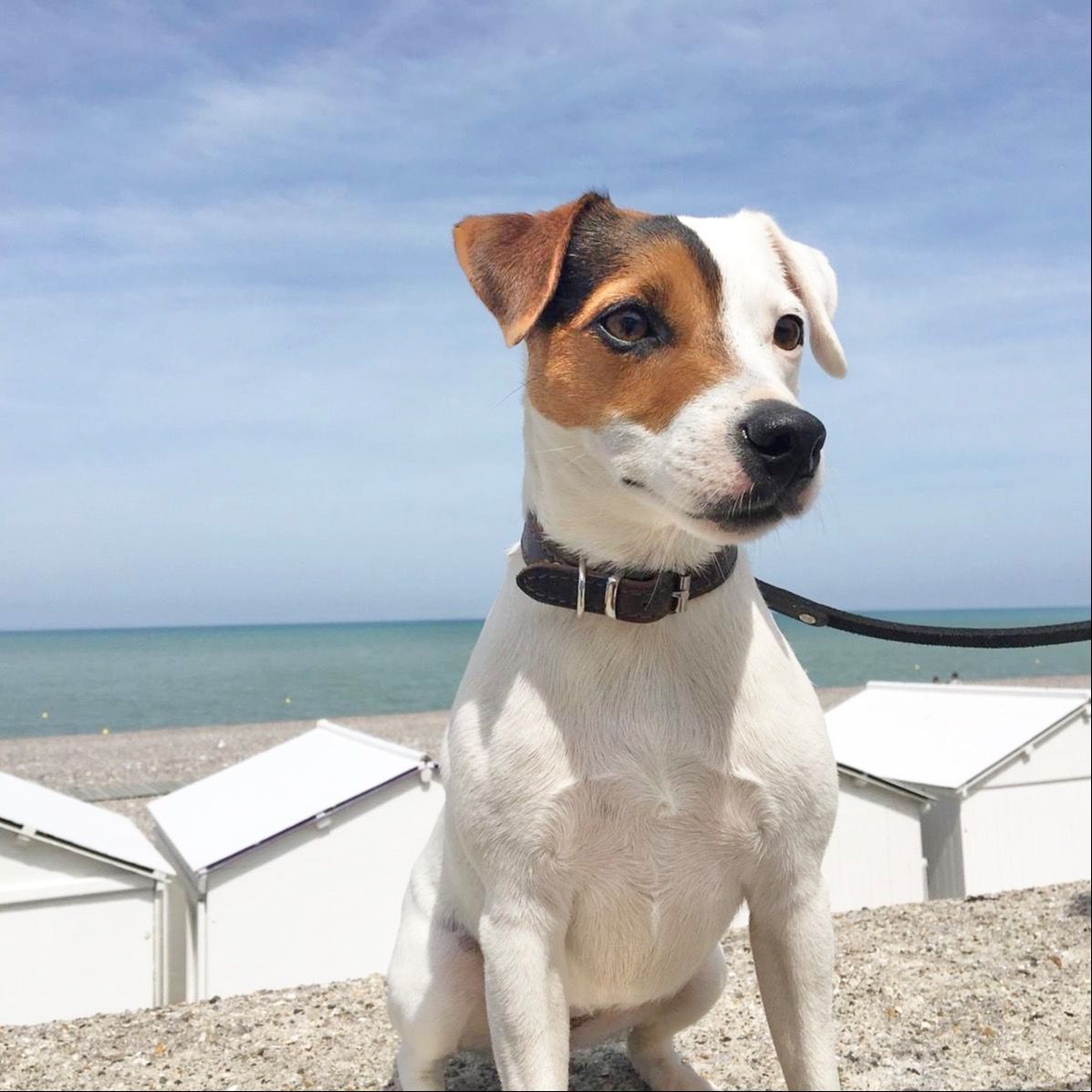 Soutěžní fotografie - Indi Tammy,  Parson Russell Teriér