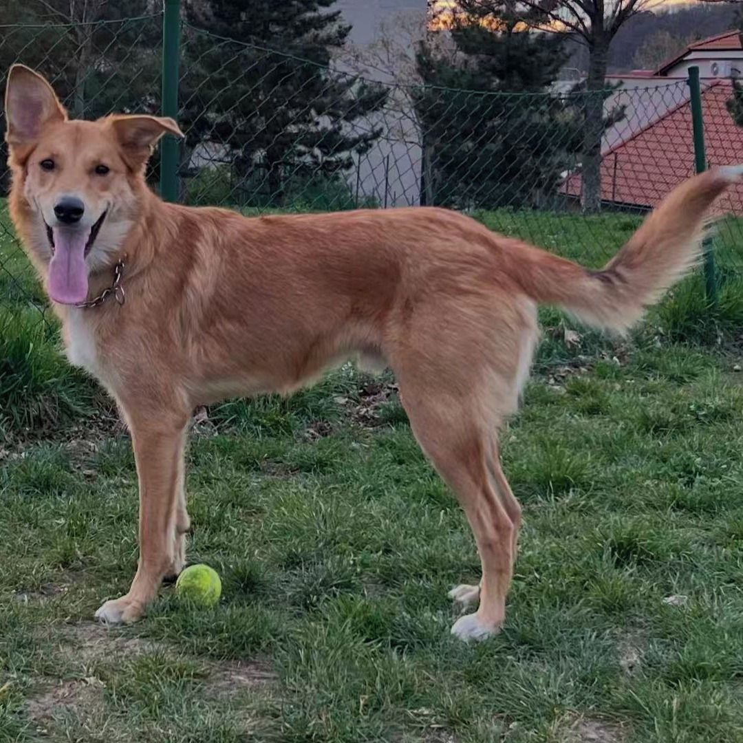 Soutěžní fotografie - Jack,  Ostatní