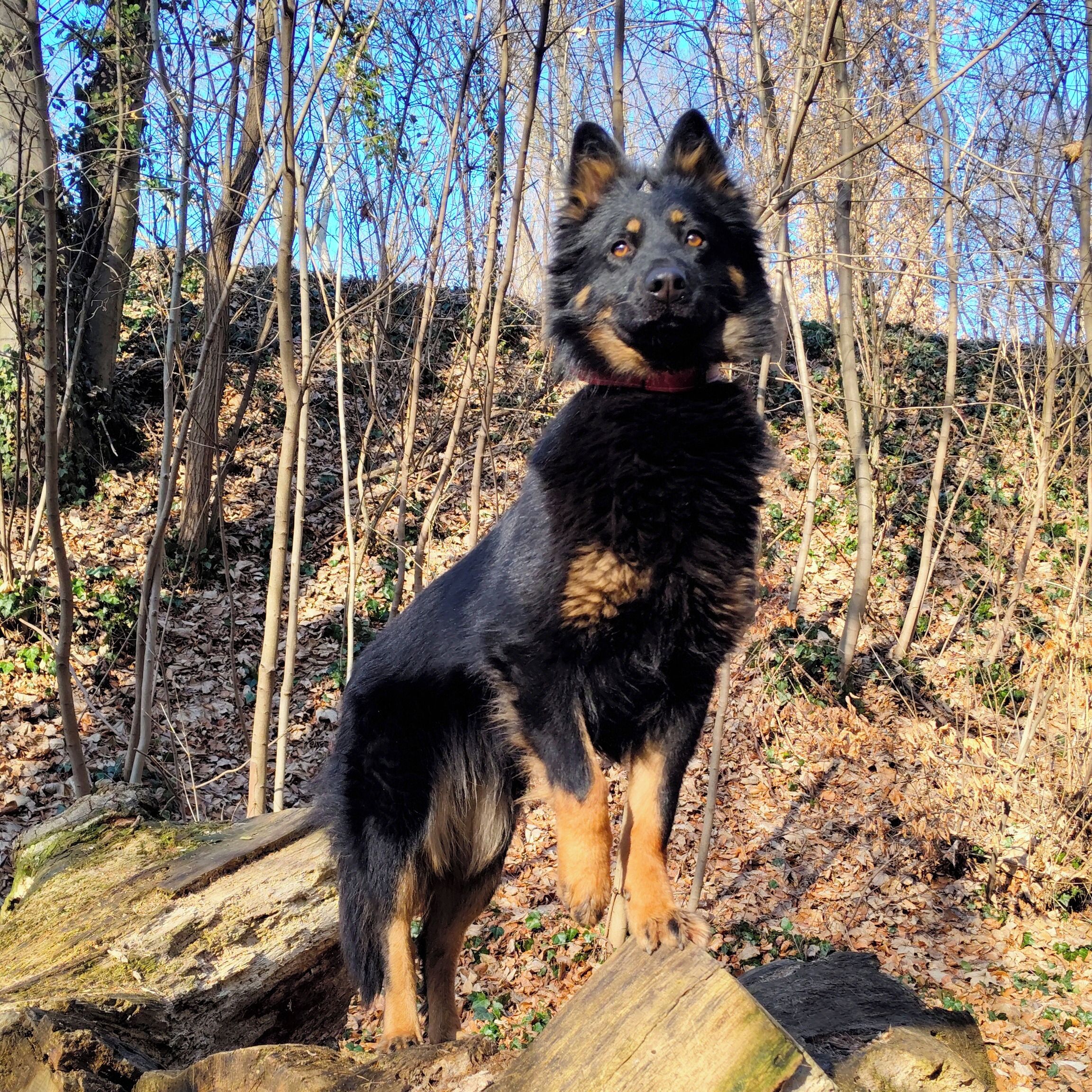 Soutěžní fotografie - Fatty Genus Prasek,  Chodský pes