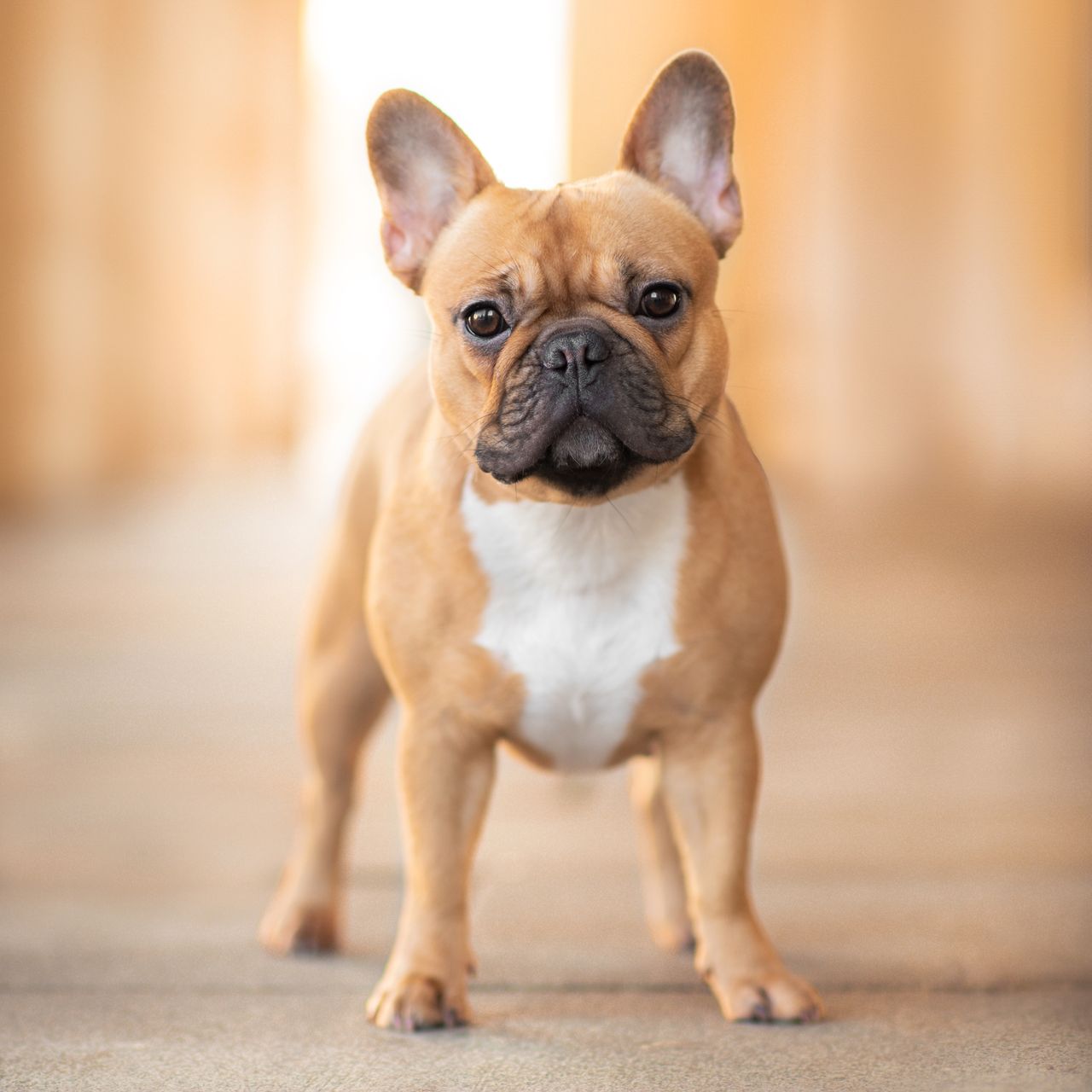 Soutěžní fotografie - Ebby,  Francouzský buldoček