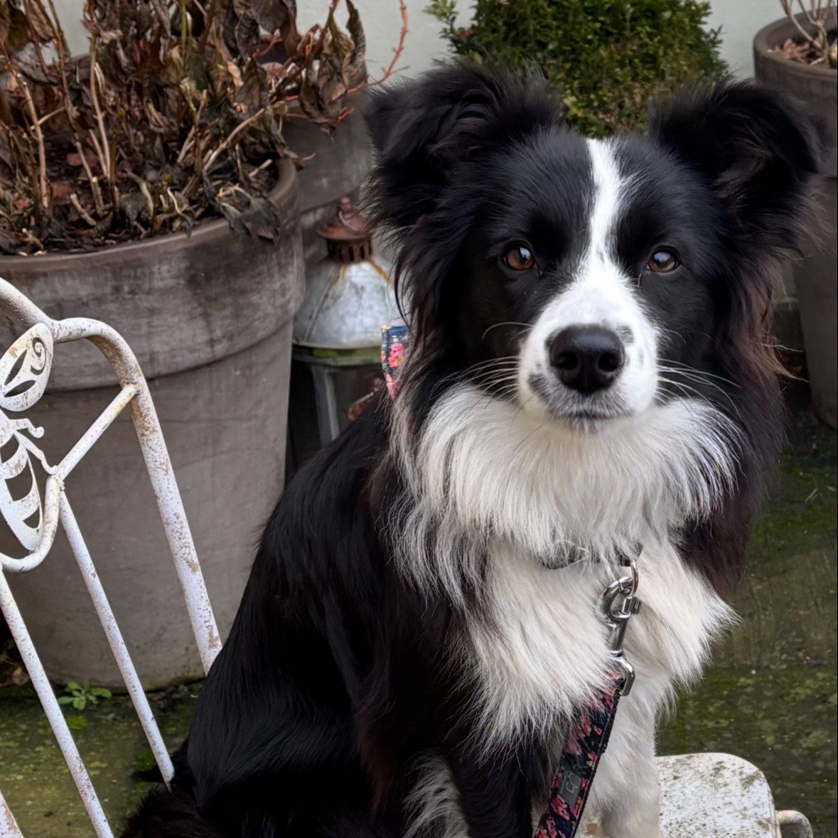 Soutěžní fotografie - Darcy,  Border kolie