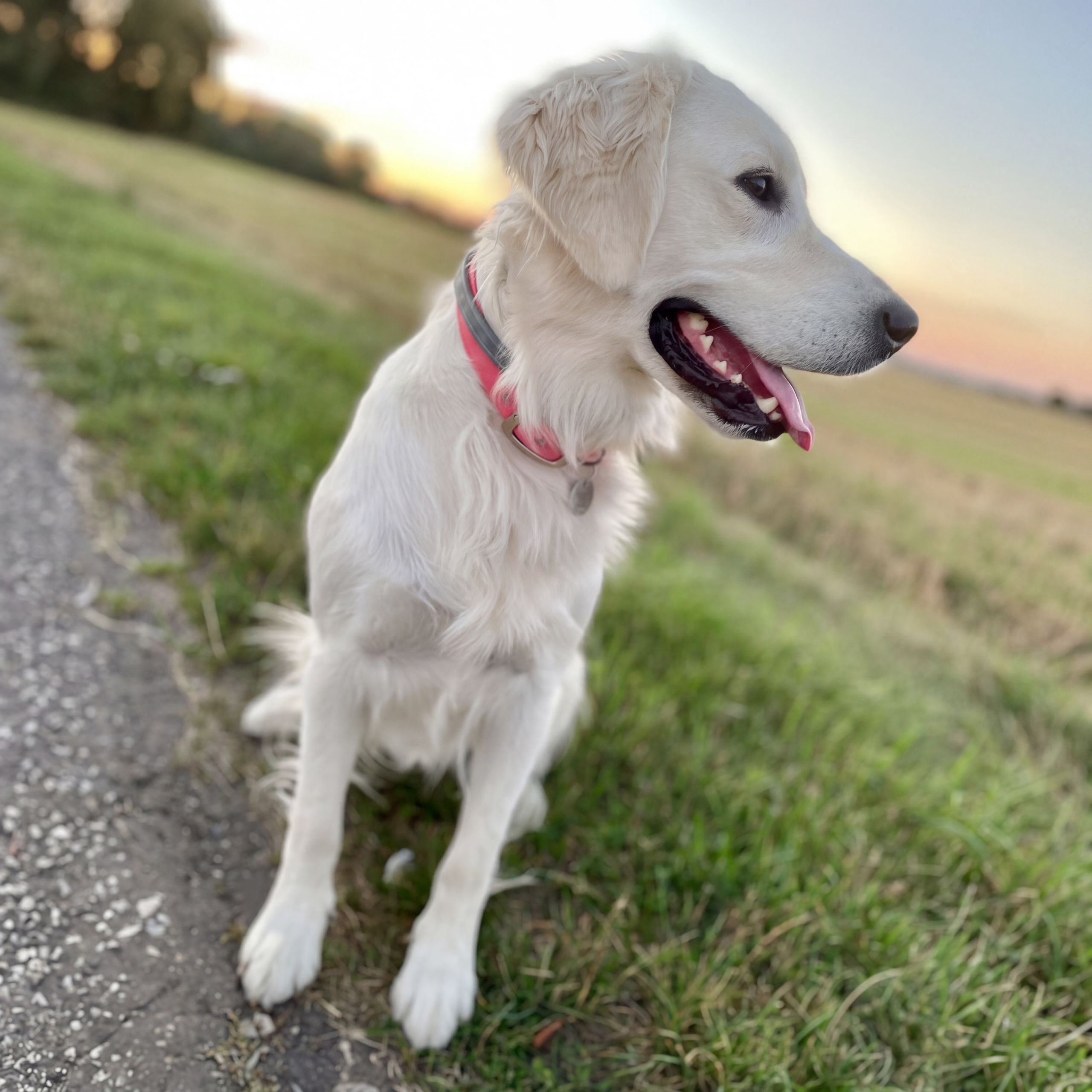 Soutěžní fotografie - JACKIE,  Zlatý retriever