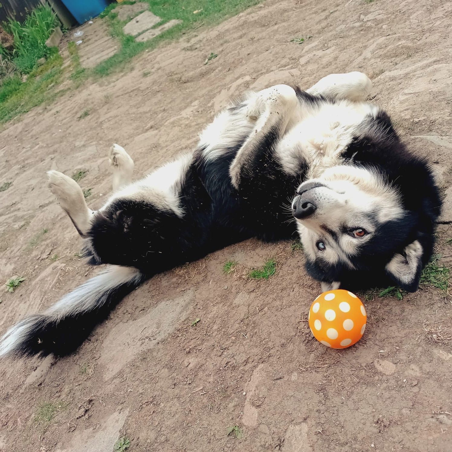 Soutěžní fotografie - Satyr,  Sibiřský husky
