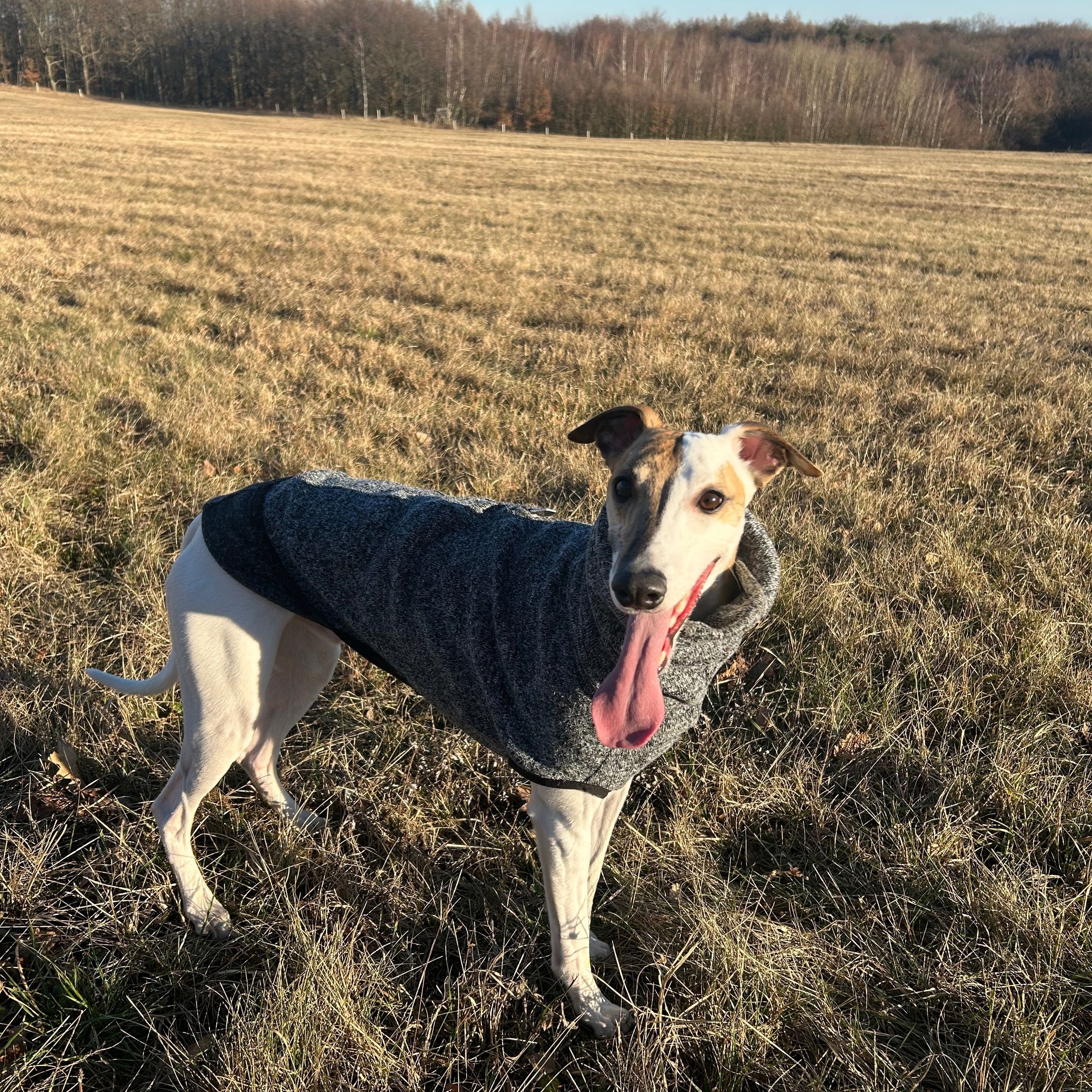 Soutěžní fotografie - Diego,  Whippet