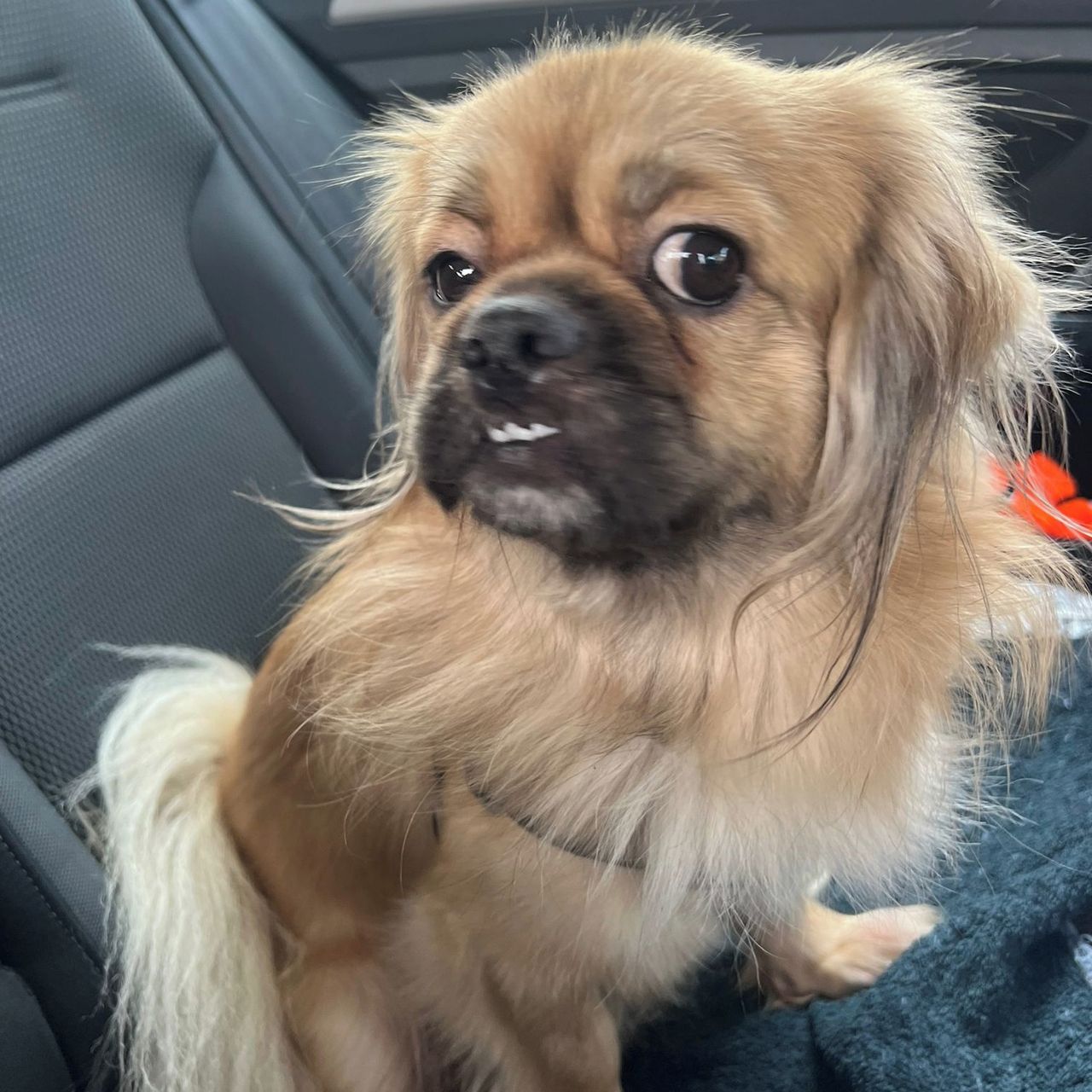 Soutěžní fotografie - Lumír,  Tibetský španěl