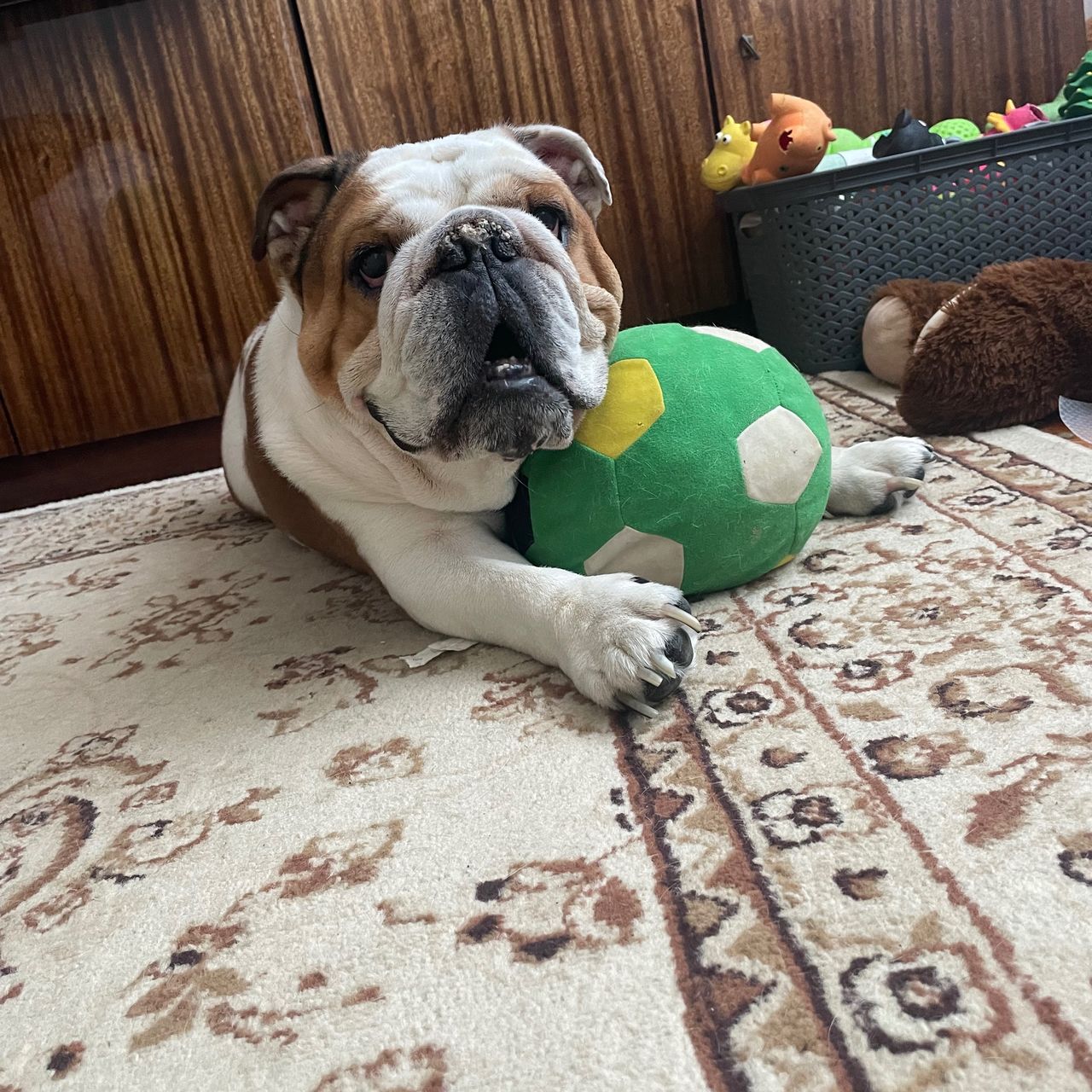 Soutěžní fotografie - Albišek,  Anglický buldok