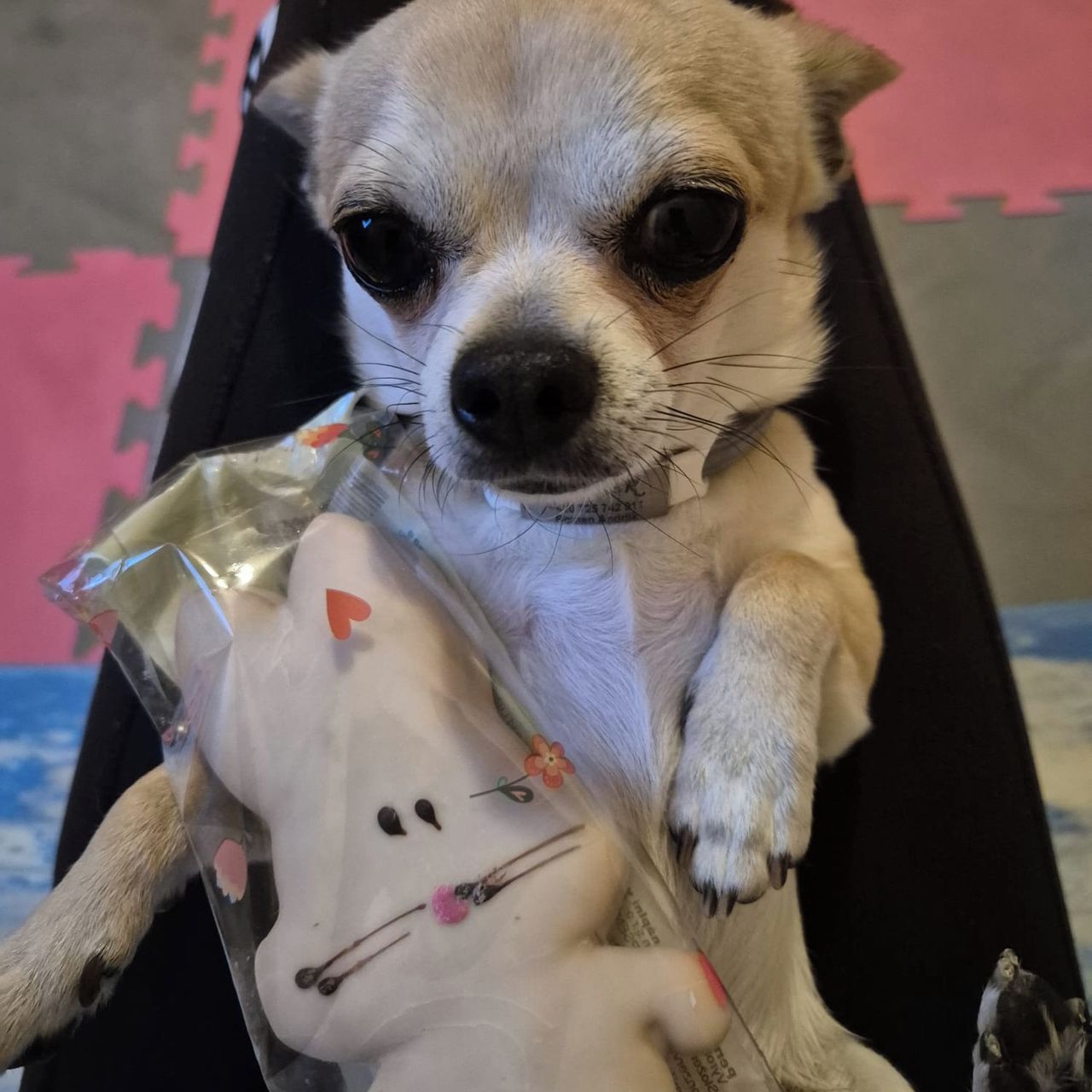 Soutěžní fotografie - Moka,  Čivava