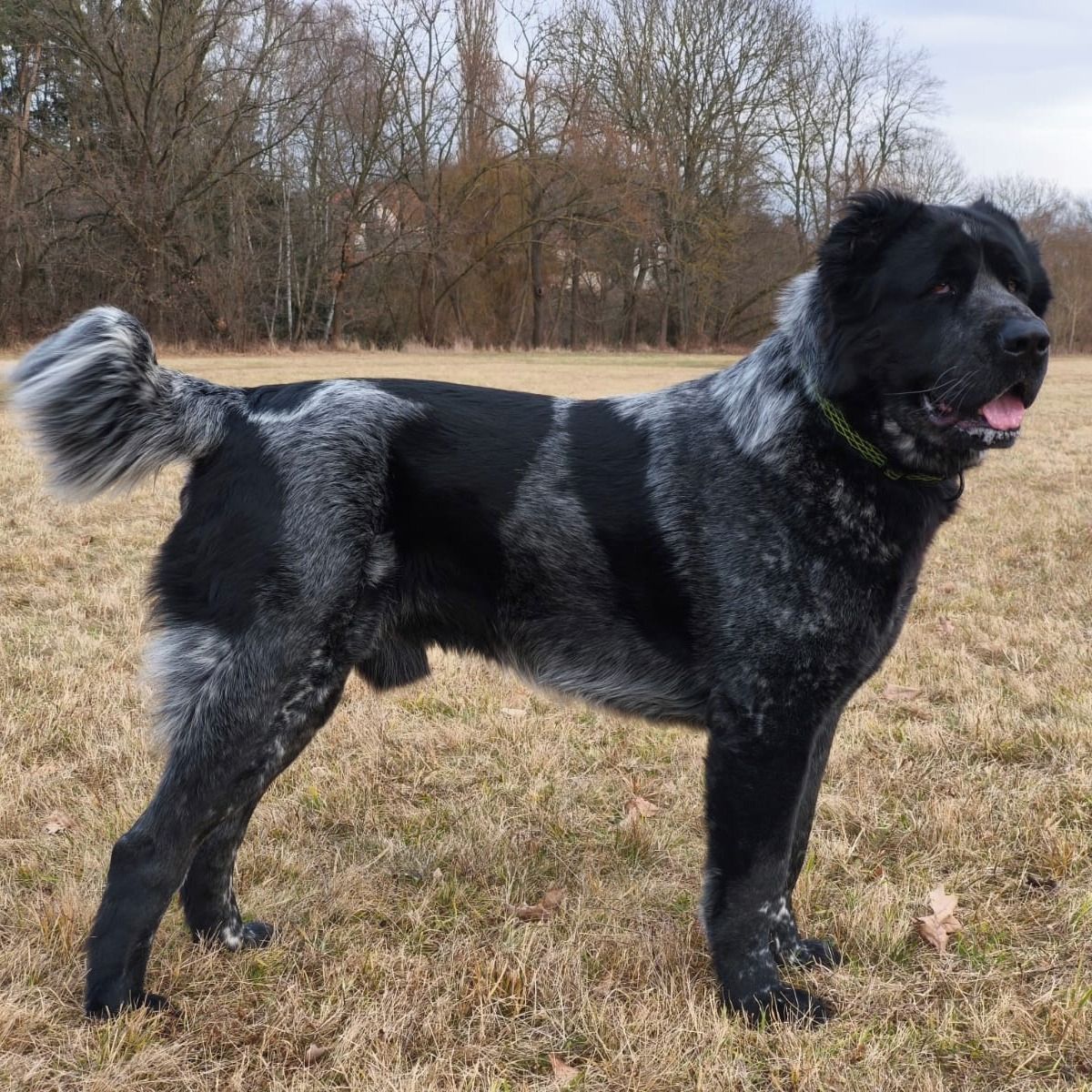Soutěžní fotografie - Azog,  Středoasijský pastevecký pes