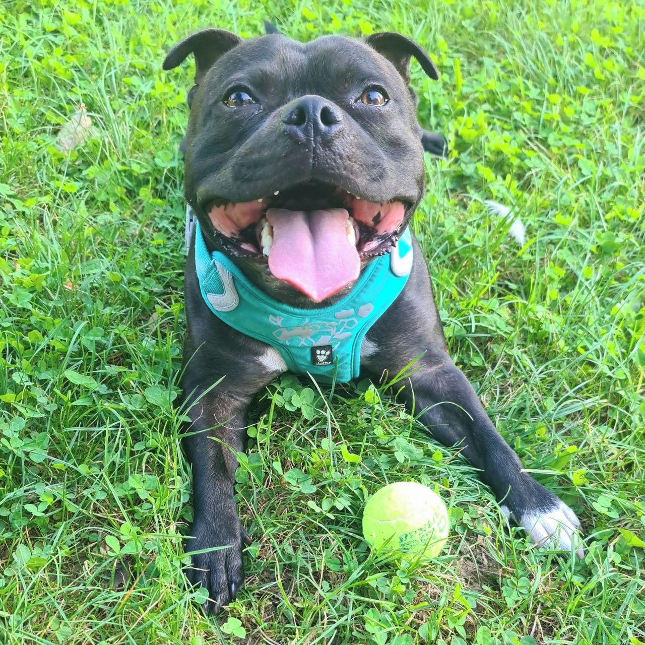 Soutěžní fotografie - Sam,  Stafordšírský bullterier