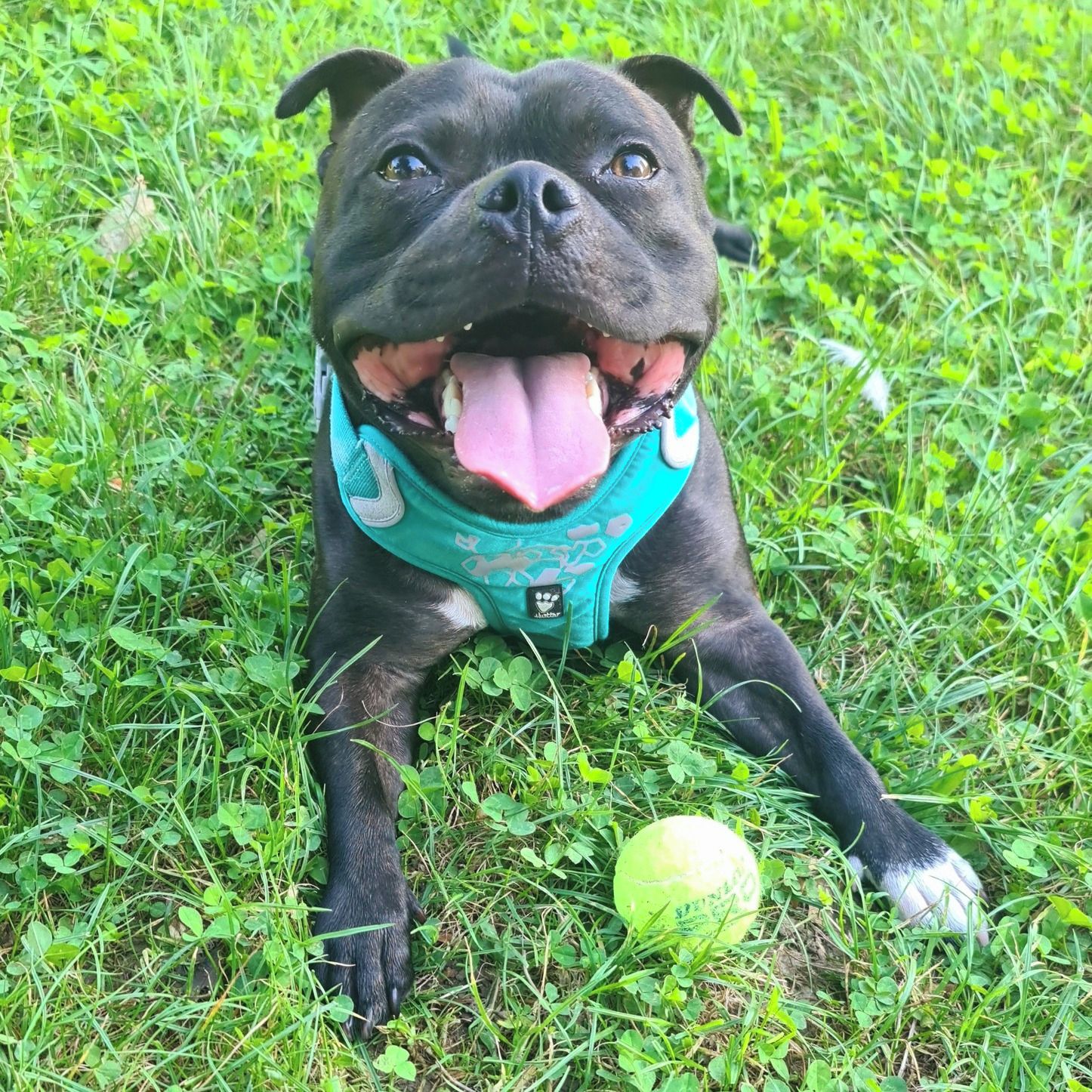 Soutěžní fotografie - Sam,  Stafordšírský bullterier