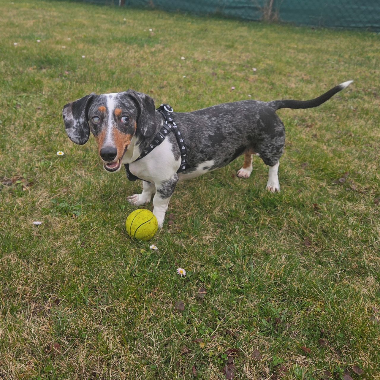 Soutěžní fotografie - Sanny,  Jezevčík