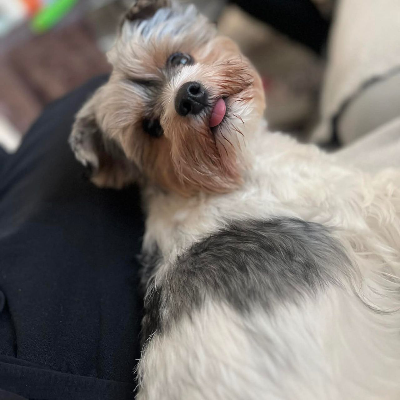 Soutěžní fotografie - Maggie,  Yorkšírský terier