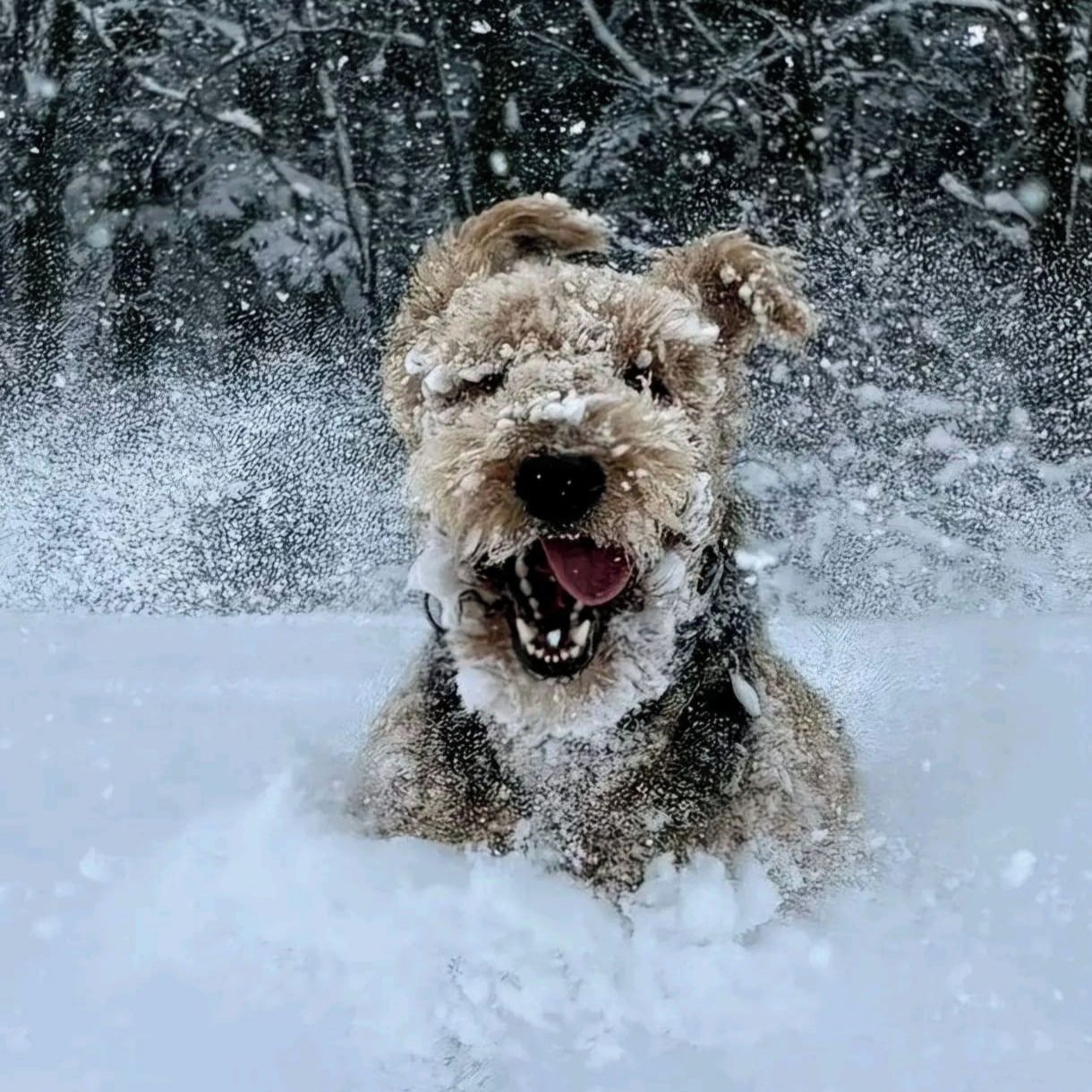 Soutěžní fotografie - Anakin,  Airedale terier