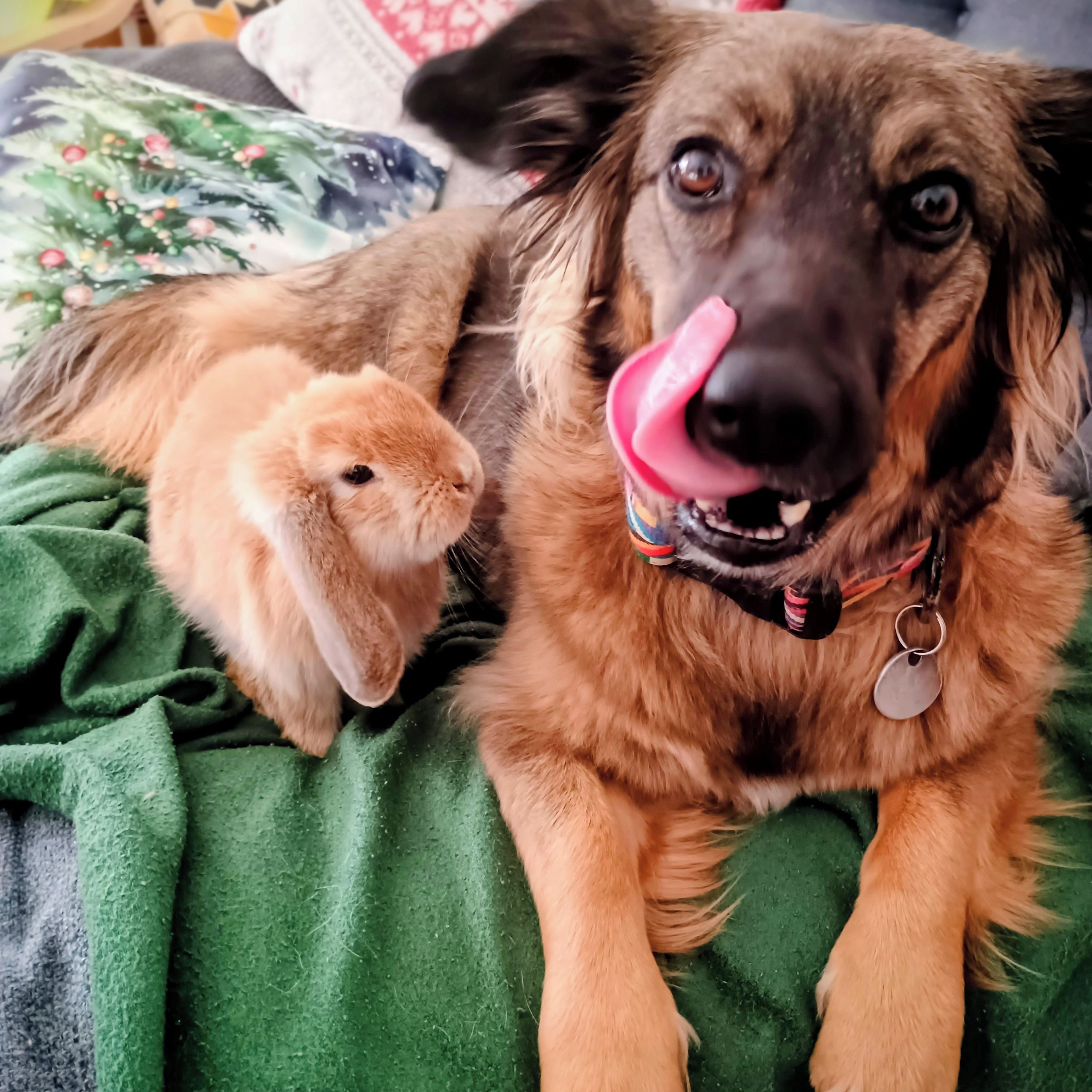 Soutěžní fotografie - Zelda,  Ostatní