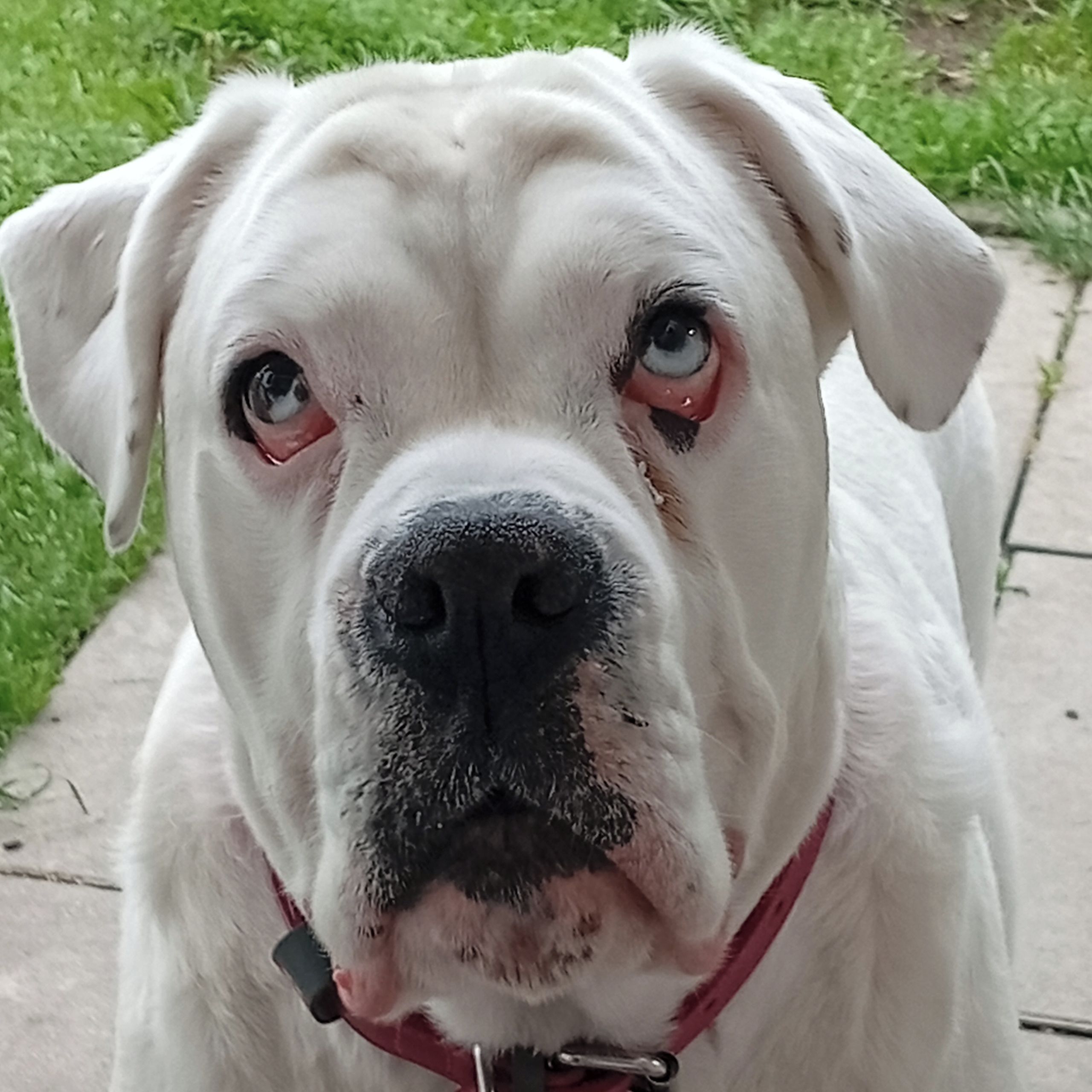 Soutěžní fotografie - Elza,  Německý boxer