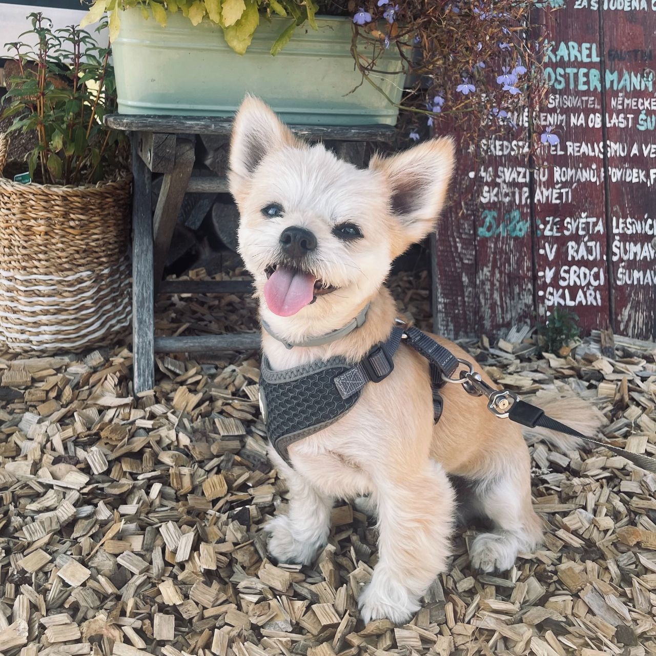 Soutěžní fotografie - Timmy,  Ostatní