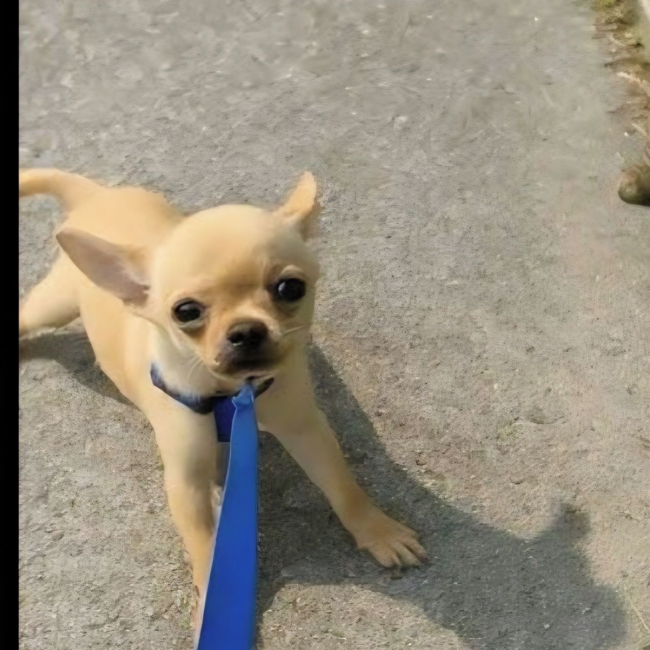 Soutěžní fotografie - Keřobijec,  Čivava