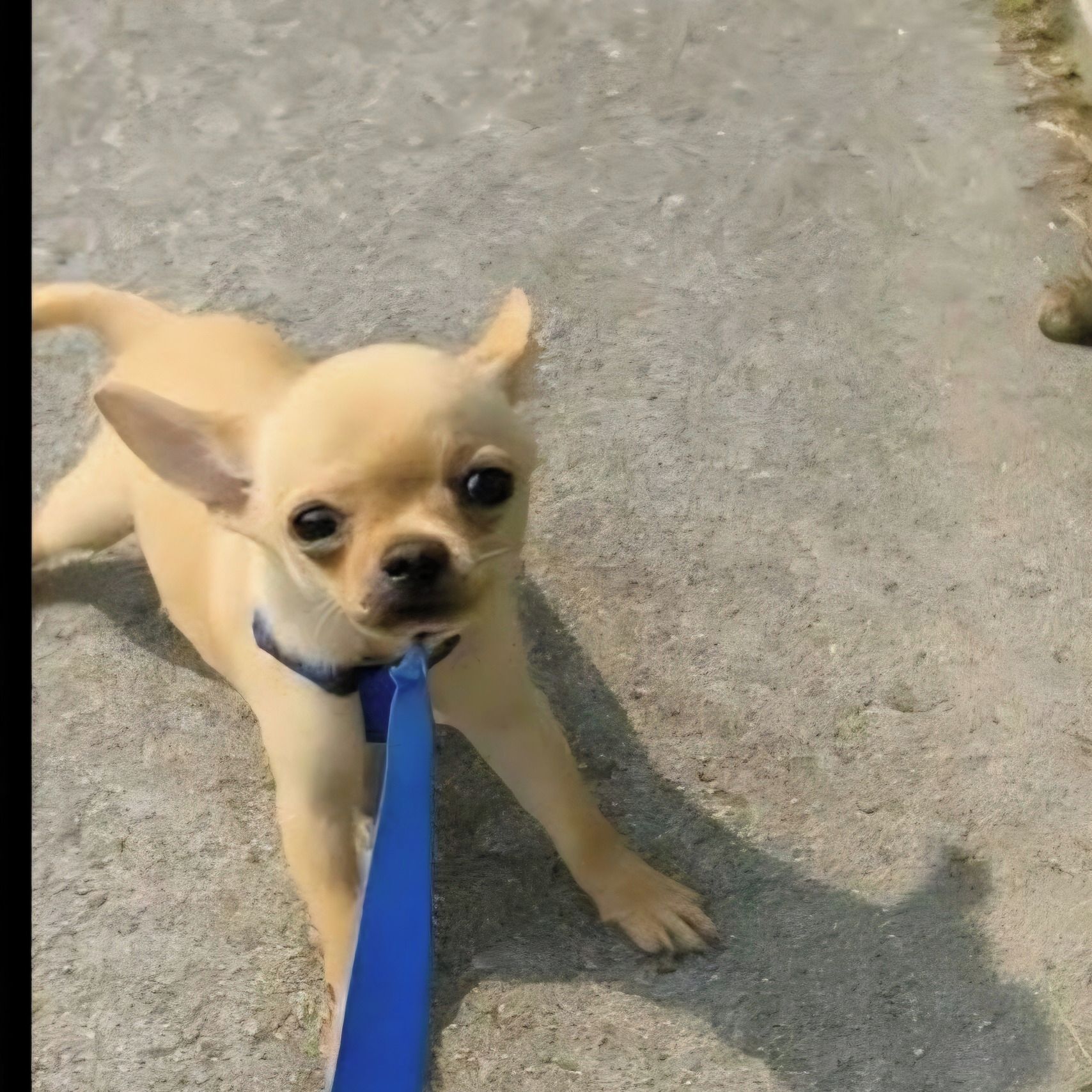 Soutěžní fotografie - Keřobijec,  Čivava