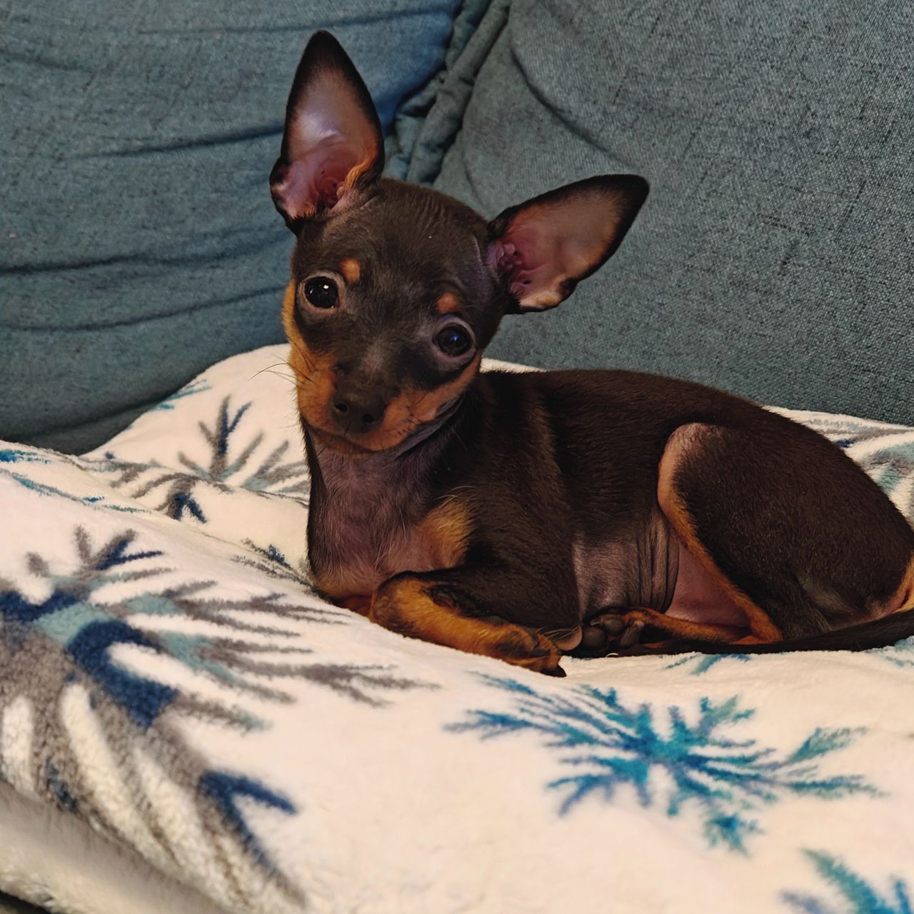 Soutěžní fotografie - Albert,  Pražský krysařík