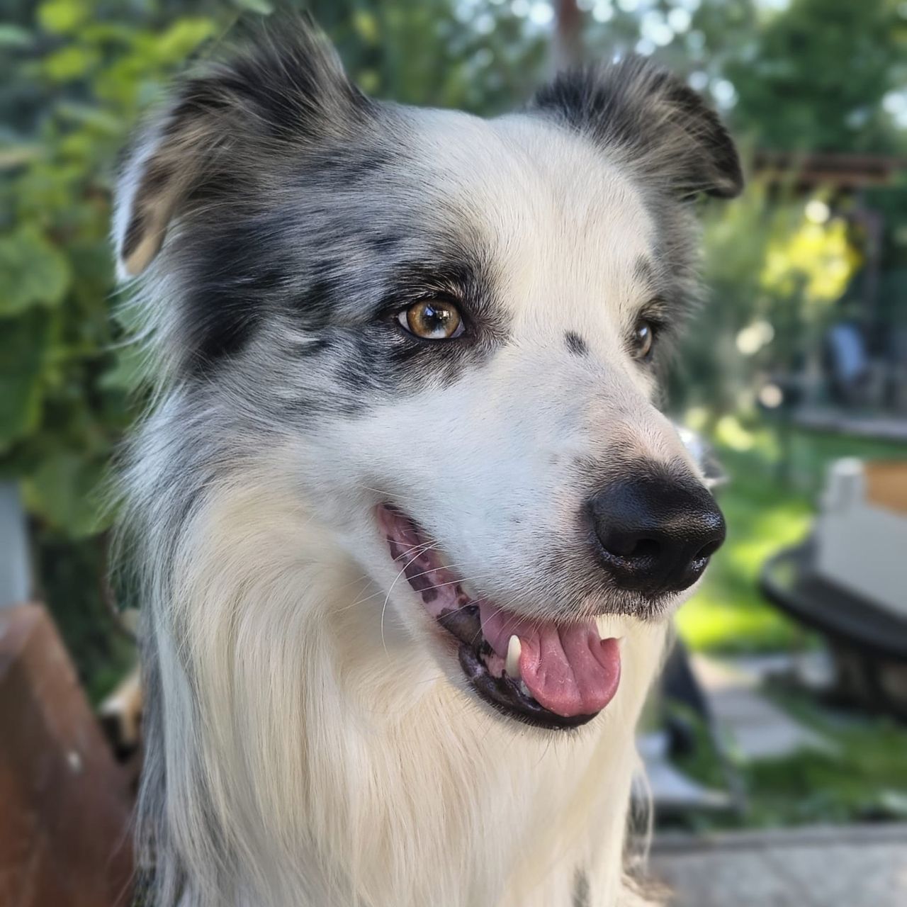 Soutěžní fotografie - Jimmy,  Border kolie