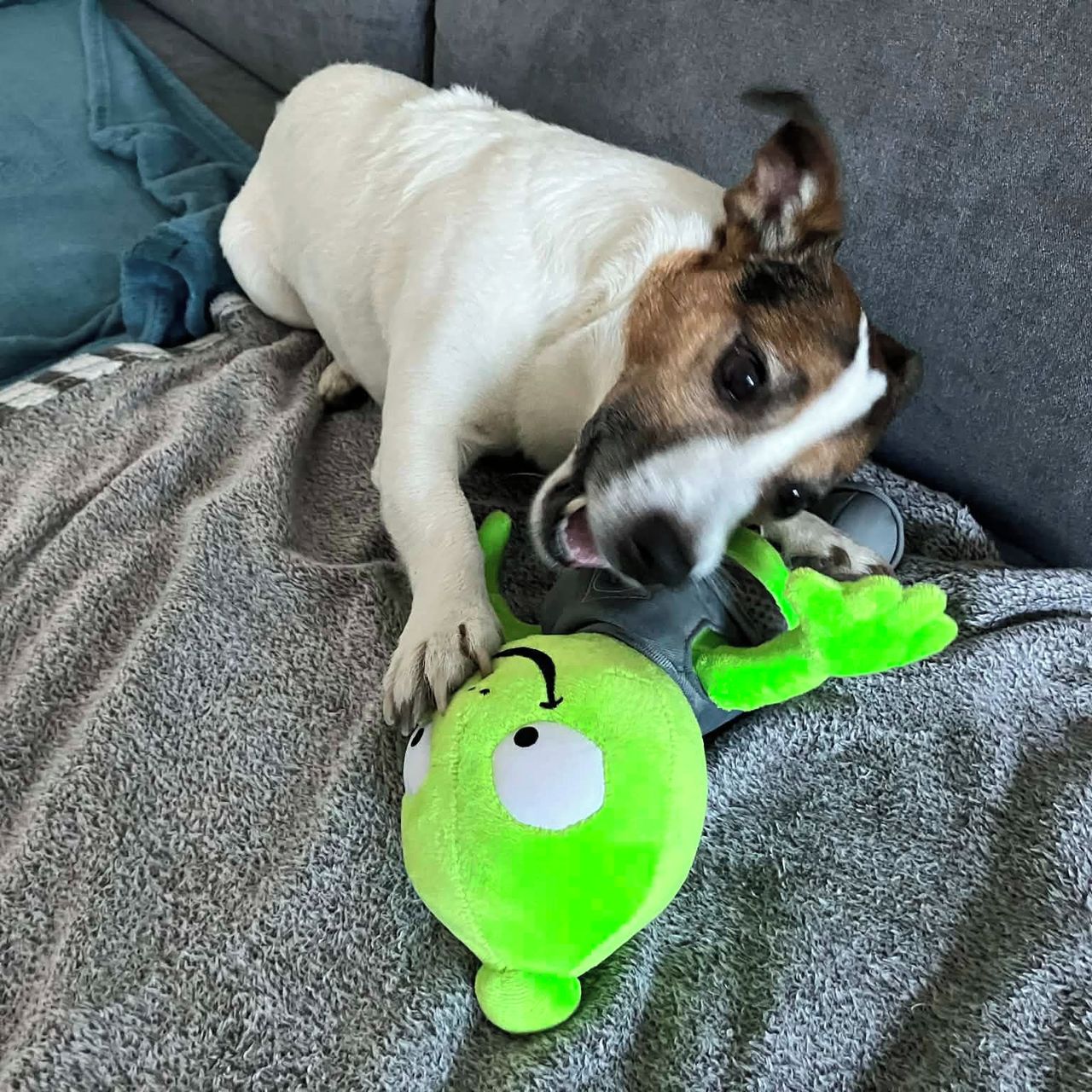 Soutěžní fotografie - Max,  Jack Russell Teriér