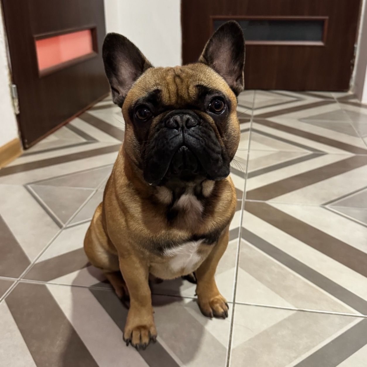 Soutěžní fotografie - Gusťa,  Francouzský buldoček