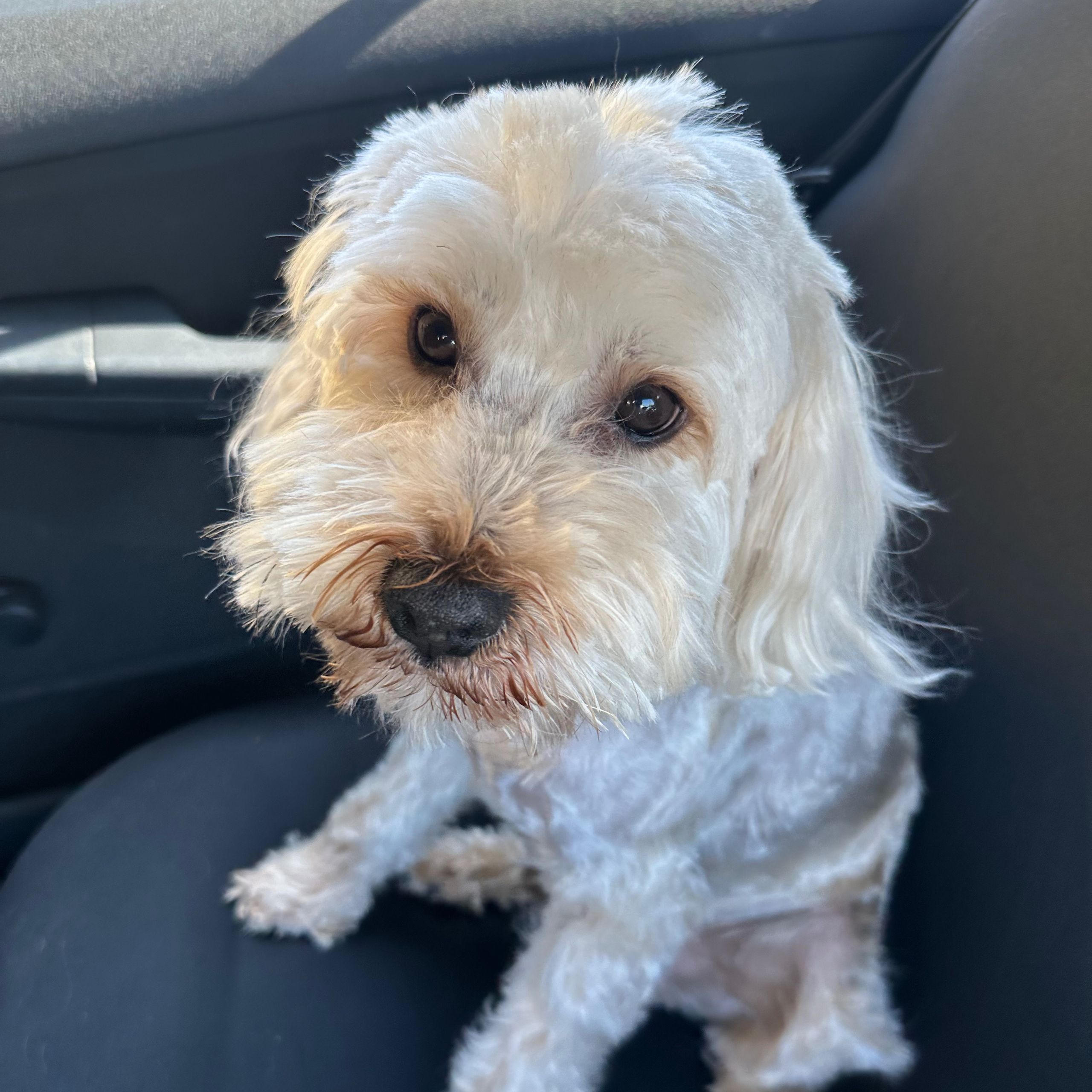 Soutěžní fotografie - Marley,  Maltézský psík