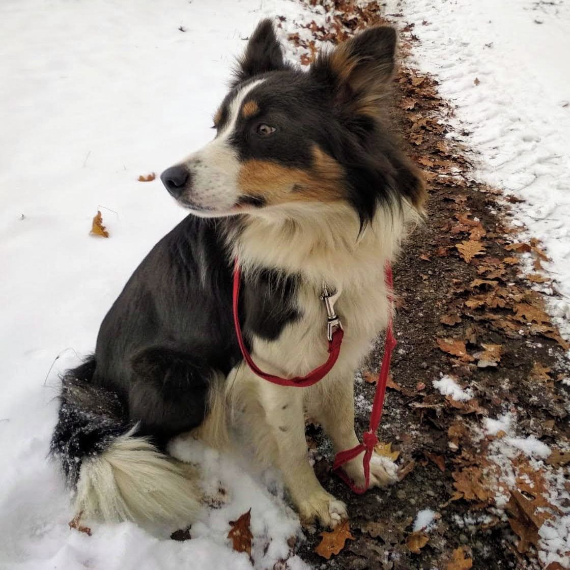 Soutěžní fotografie - Sany,  Border kolie