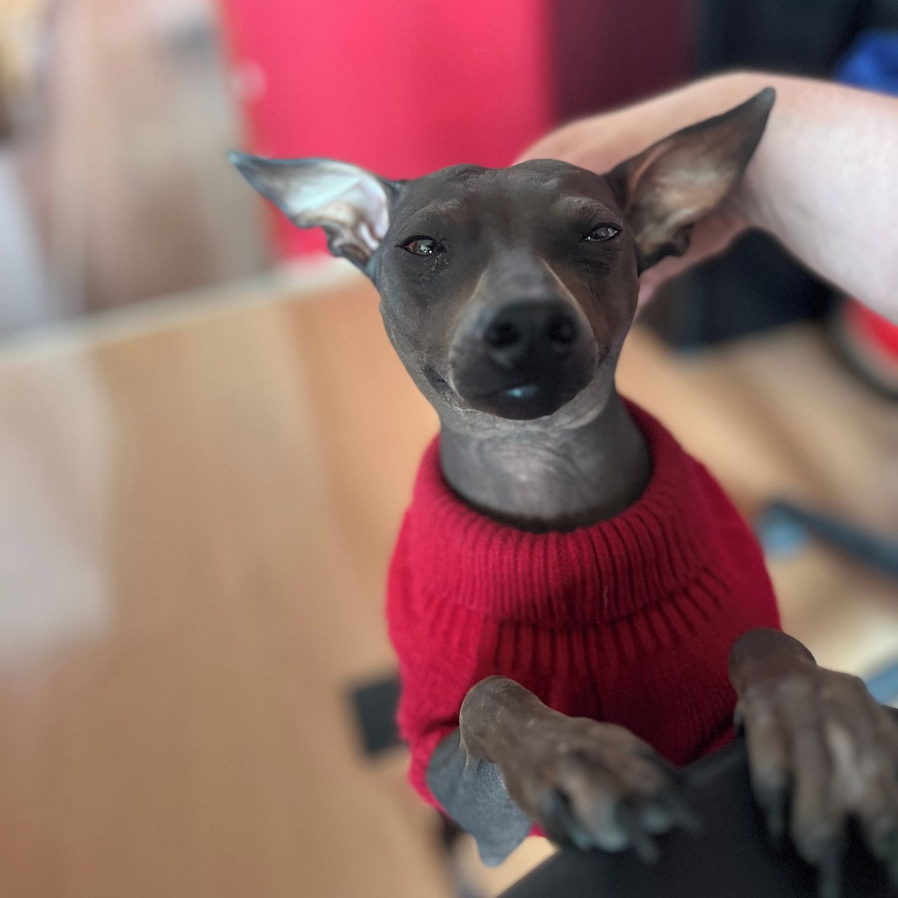 Soutěžní fotografie - Holly,  Americký bezsrstý terier