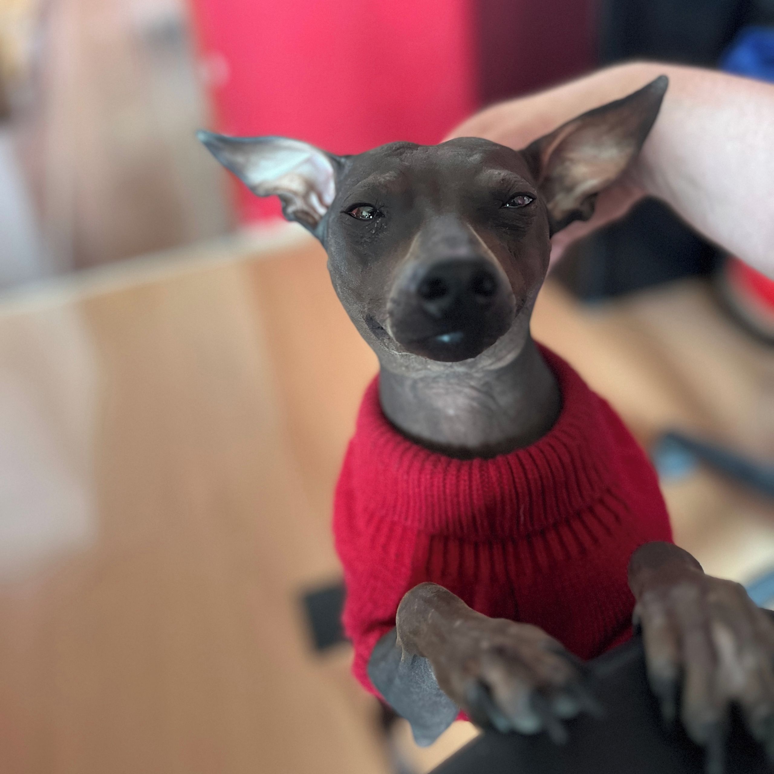 Soutěžní fotografie - Holly,  Americký bezsrstý terier