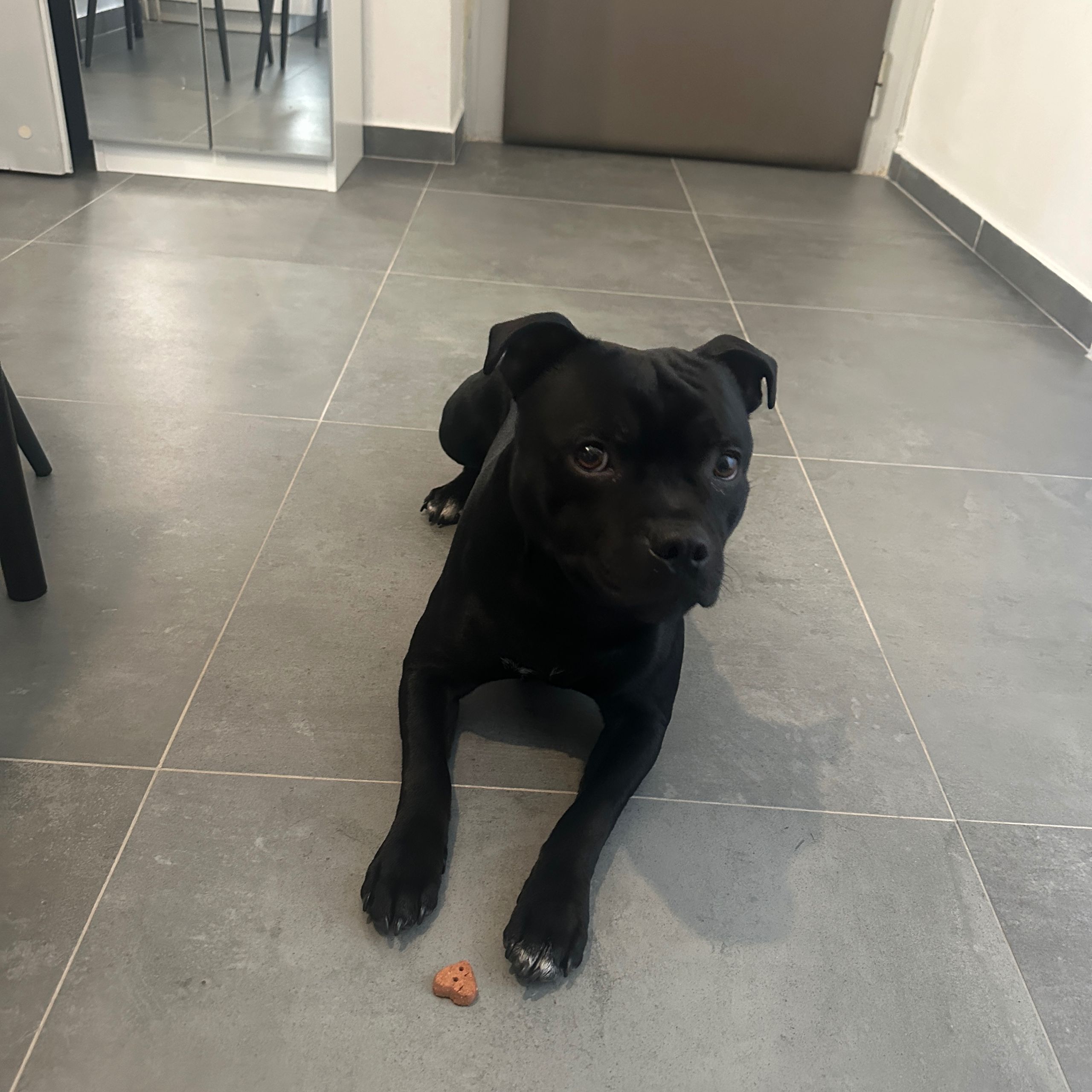 Soutěžní fotografie - Shadow,  Stafordšírský bullterier