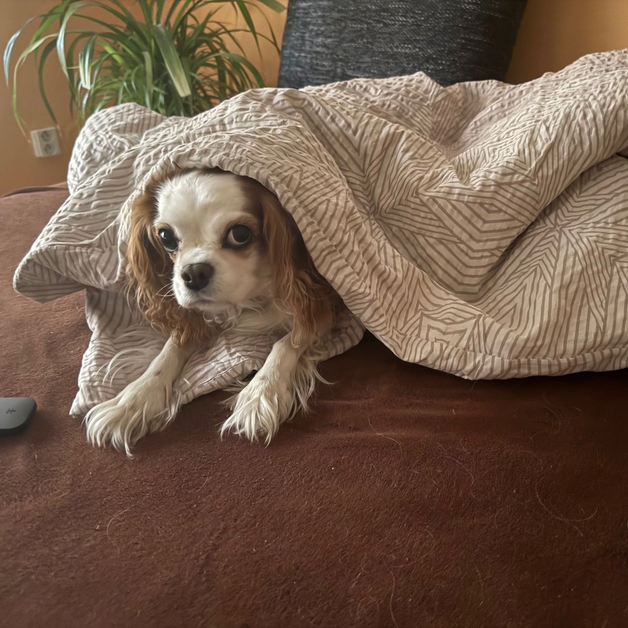 Soutěžní fotografie - Jessie,  Kavalír King Charles španěl