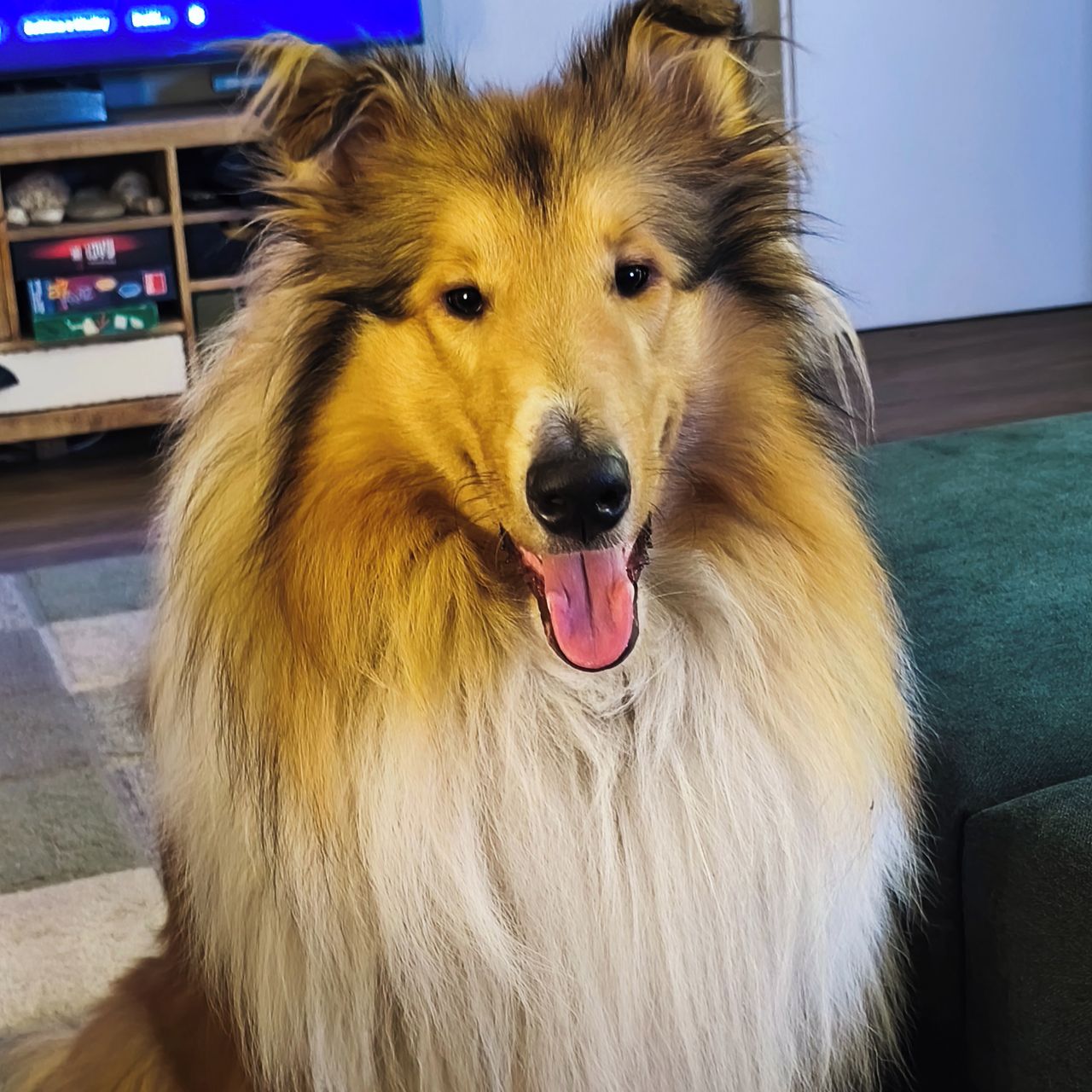 Soutěžní fotografie - Marley,  Kolie dlouhosrstá