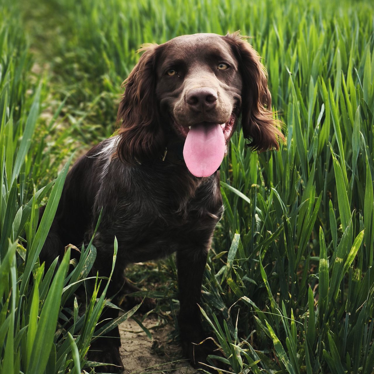 Soutěžní fotografie - Ari,  Německý křepelák
