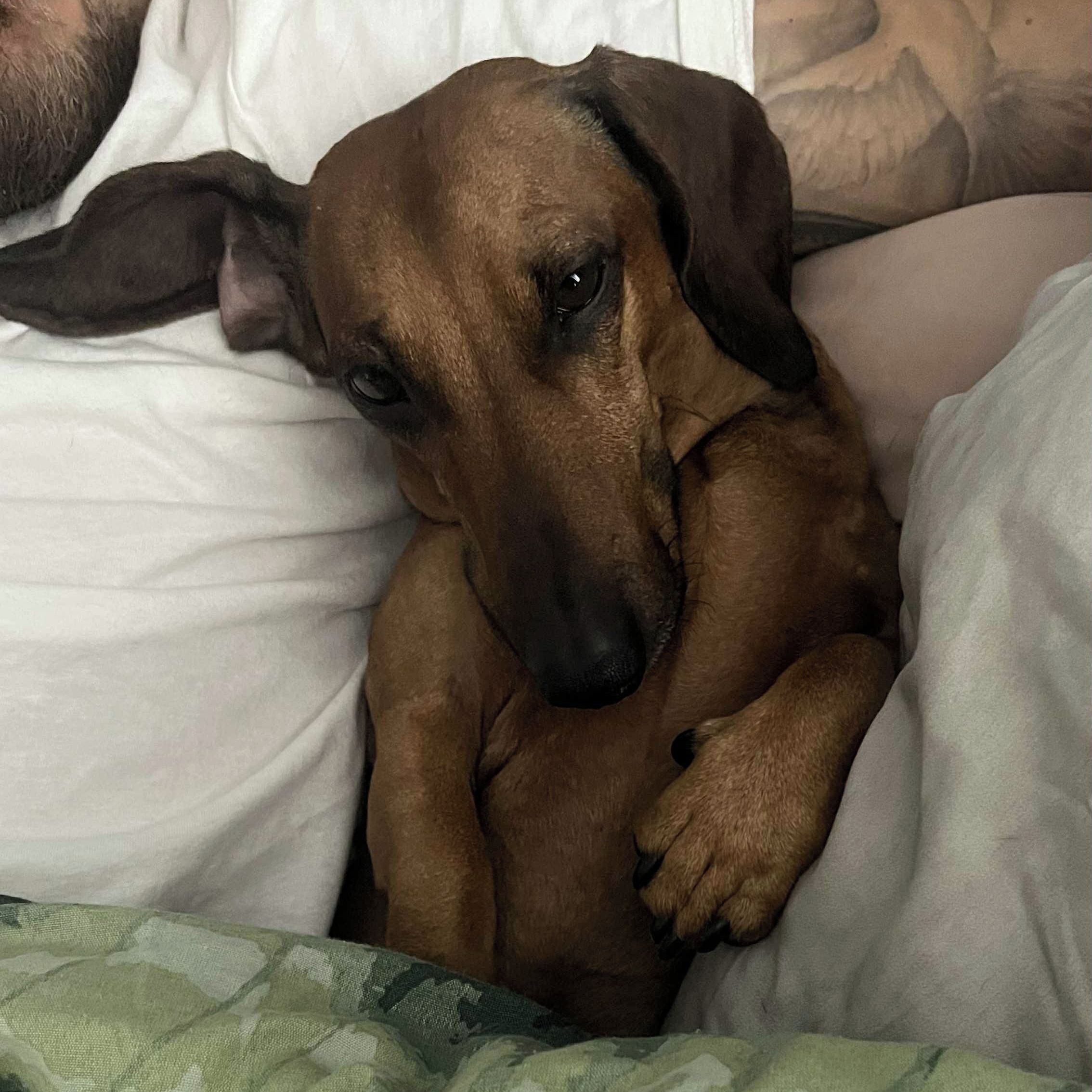 Soutěžní fotografie - Pedro,  Jezevčík