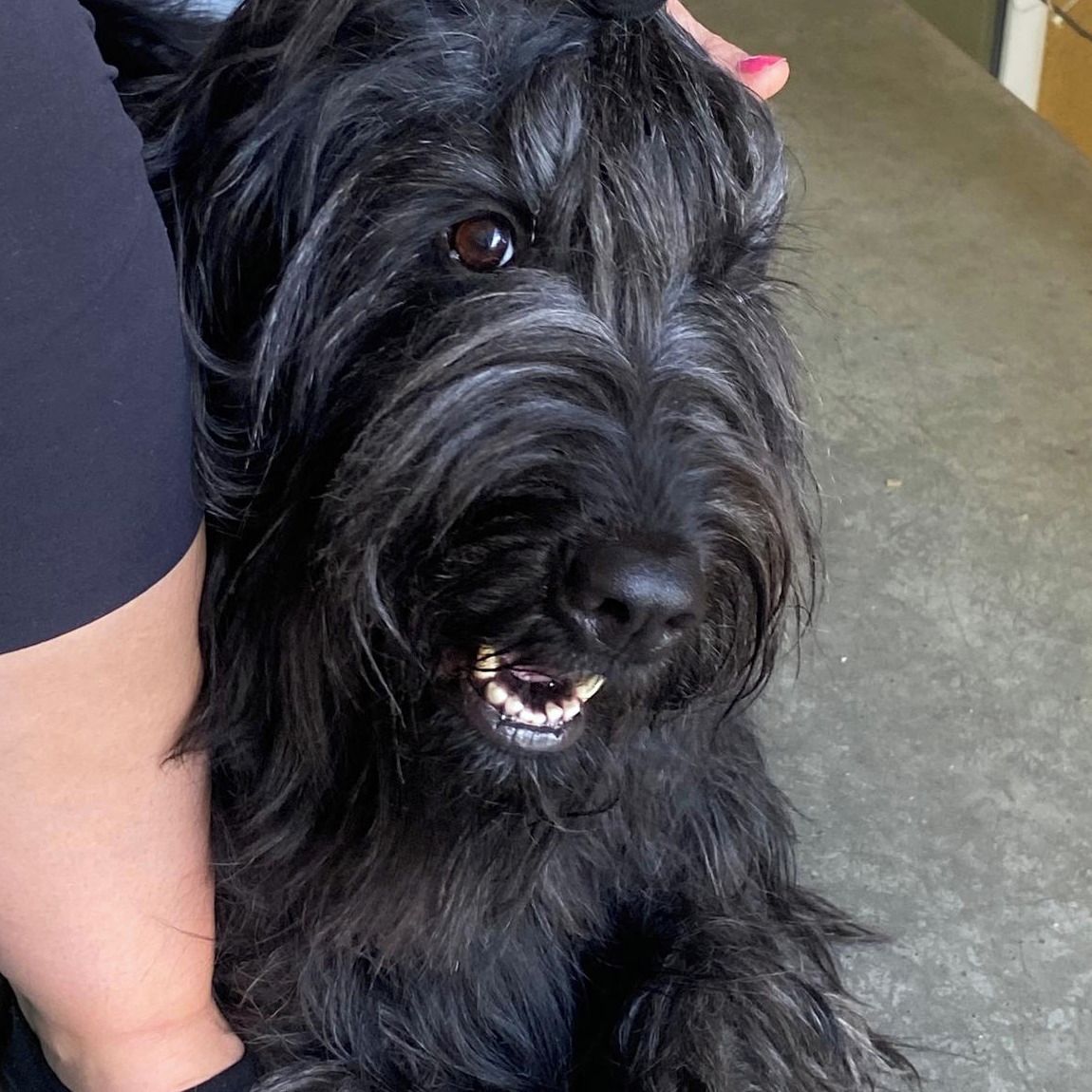 Soutěžní fotografie - Daisy,  Katalánský ovčák