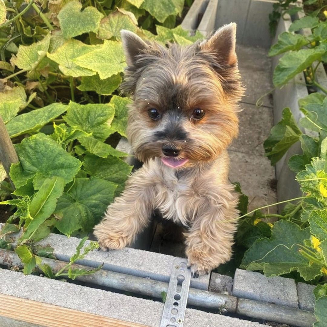 Soutěžní fotografie - Maggie,  Yorkšírský terier