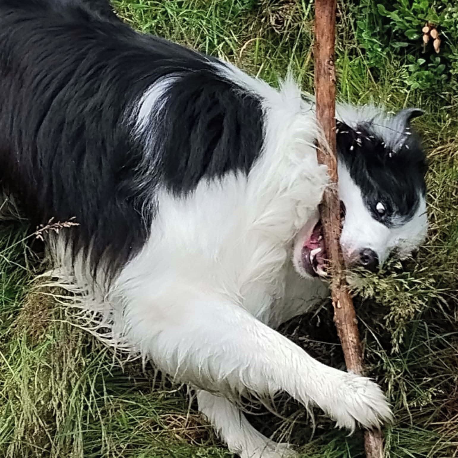 Soutěžní fotografie - Charlie,  Border kolie